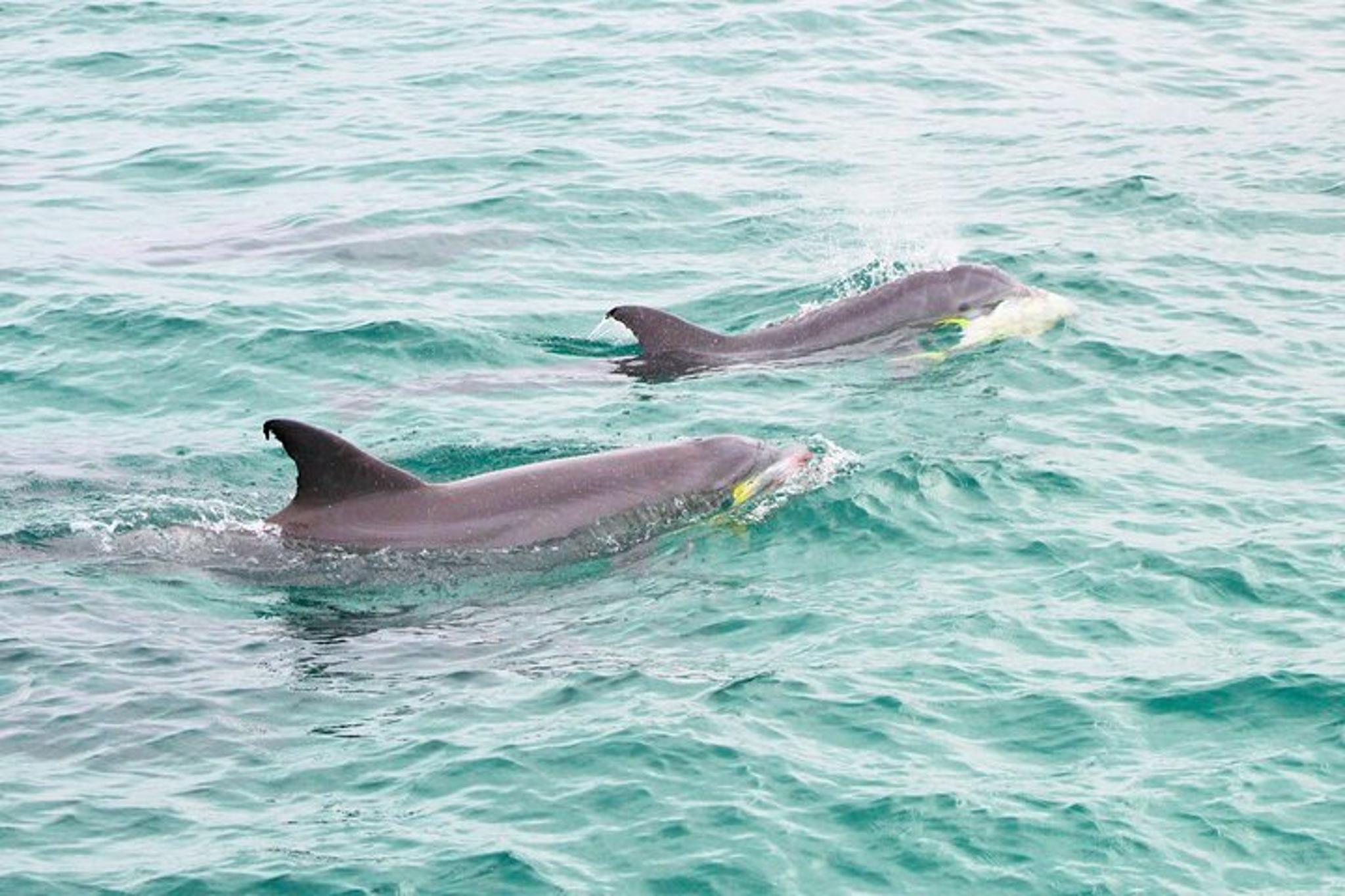 Destin Dolphin Cruise 90 Min