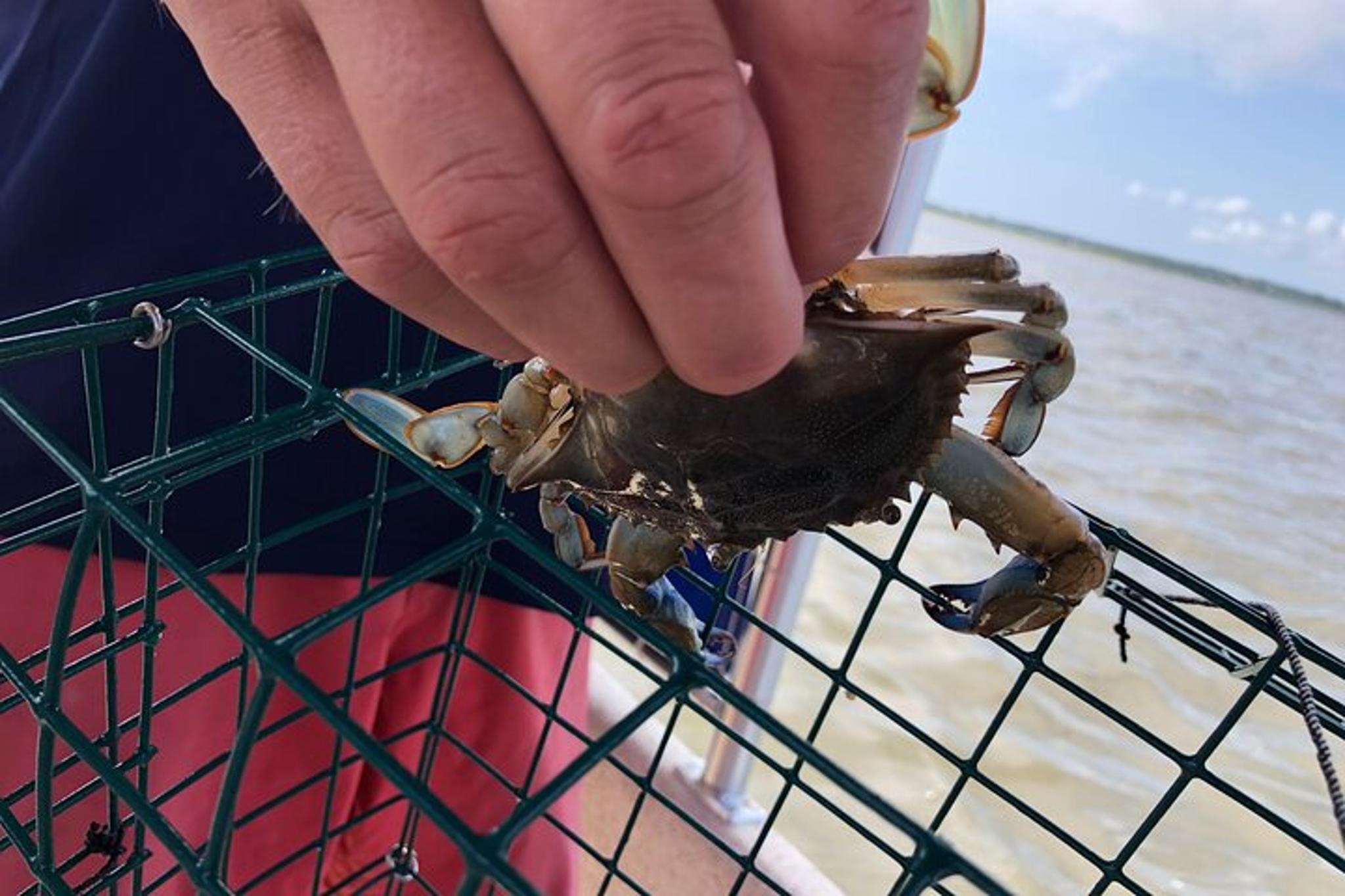 Ocean City Crabbing Experience 2.5 hr - Image 3