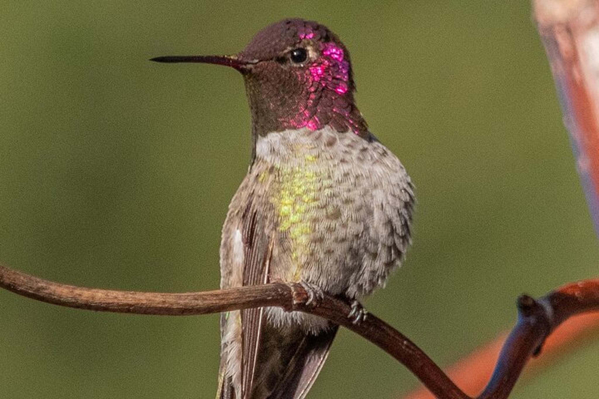 San Francisco Wildlife Walking Tour 90 Min - Image 6