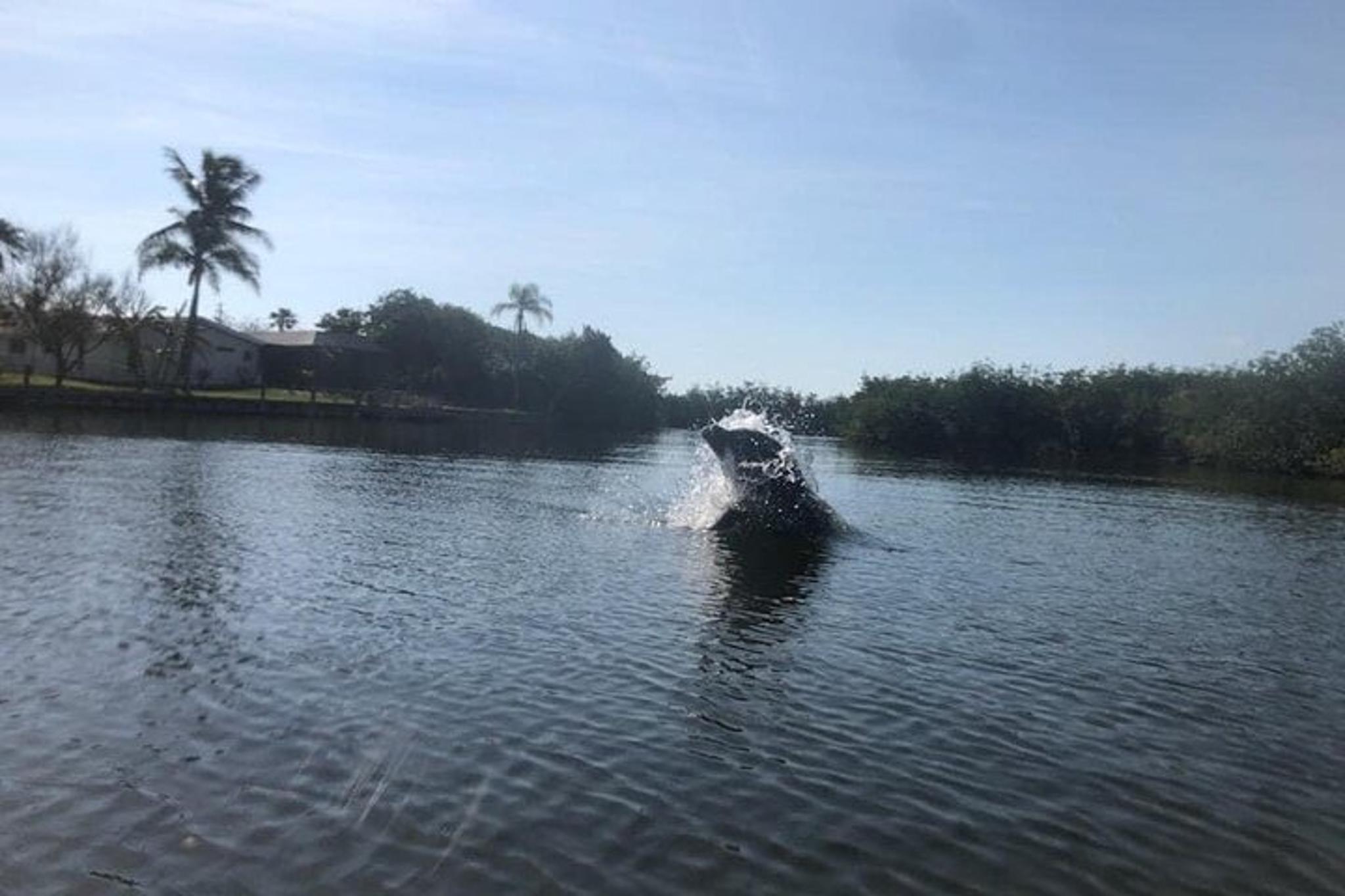 Cocoa Beach Manatee and Dolphin Kayak Tour - Image 5