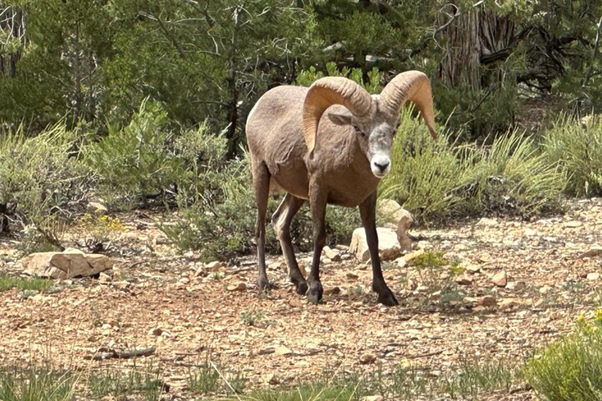 Grand Canyon Car Tour - Image 6