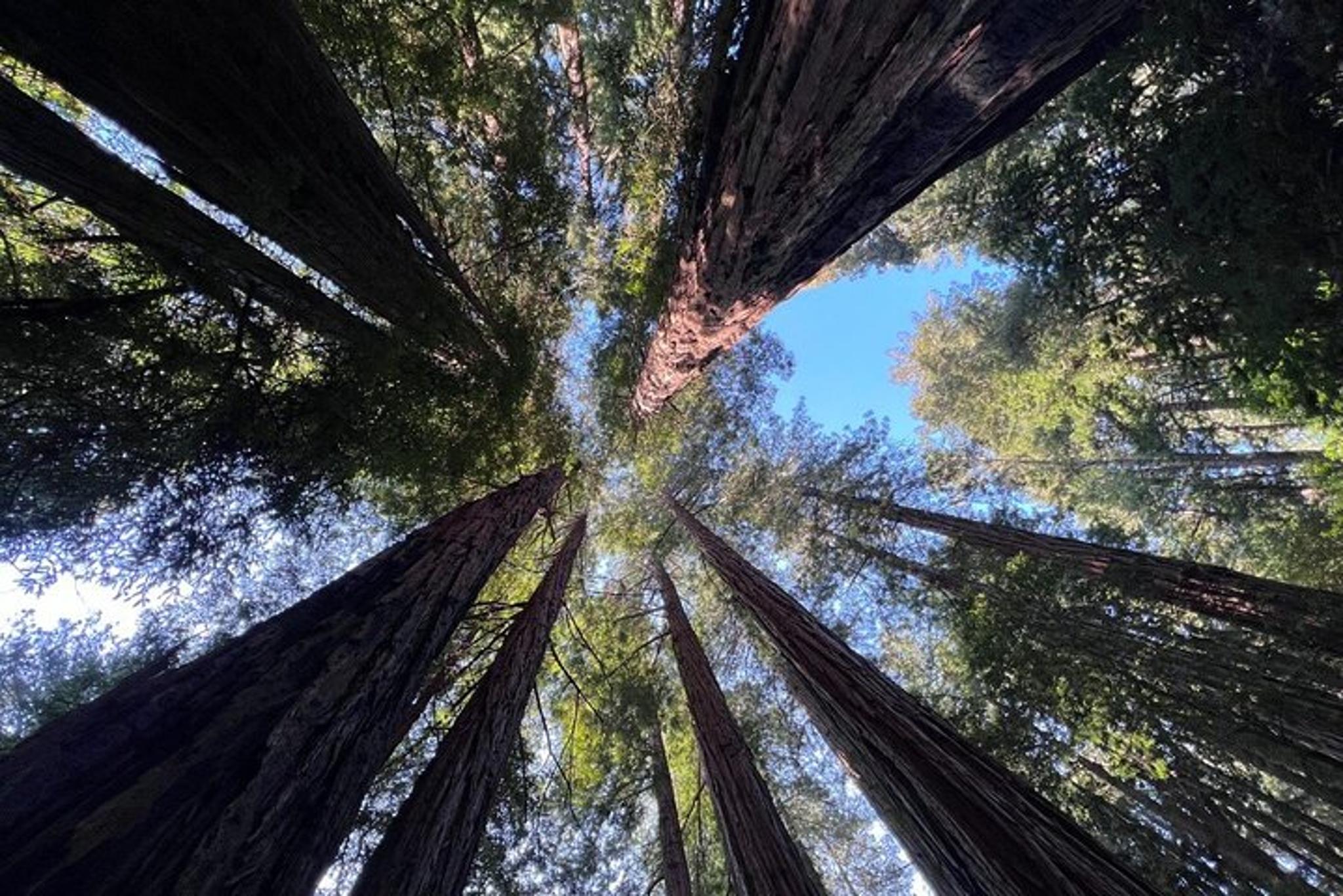 San Francisco Bay Cruise and Muir Woods Tour