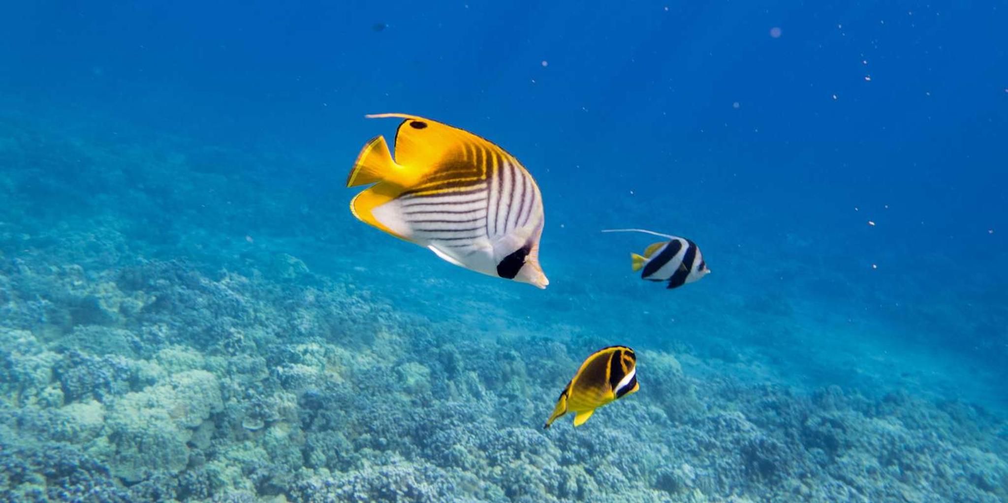 Maui Molokini Snorkel Experience 3.5 Hours - Image 4