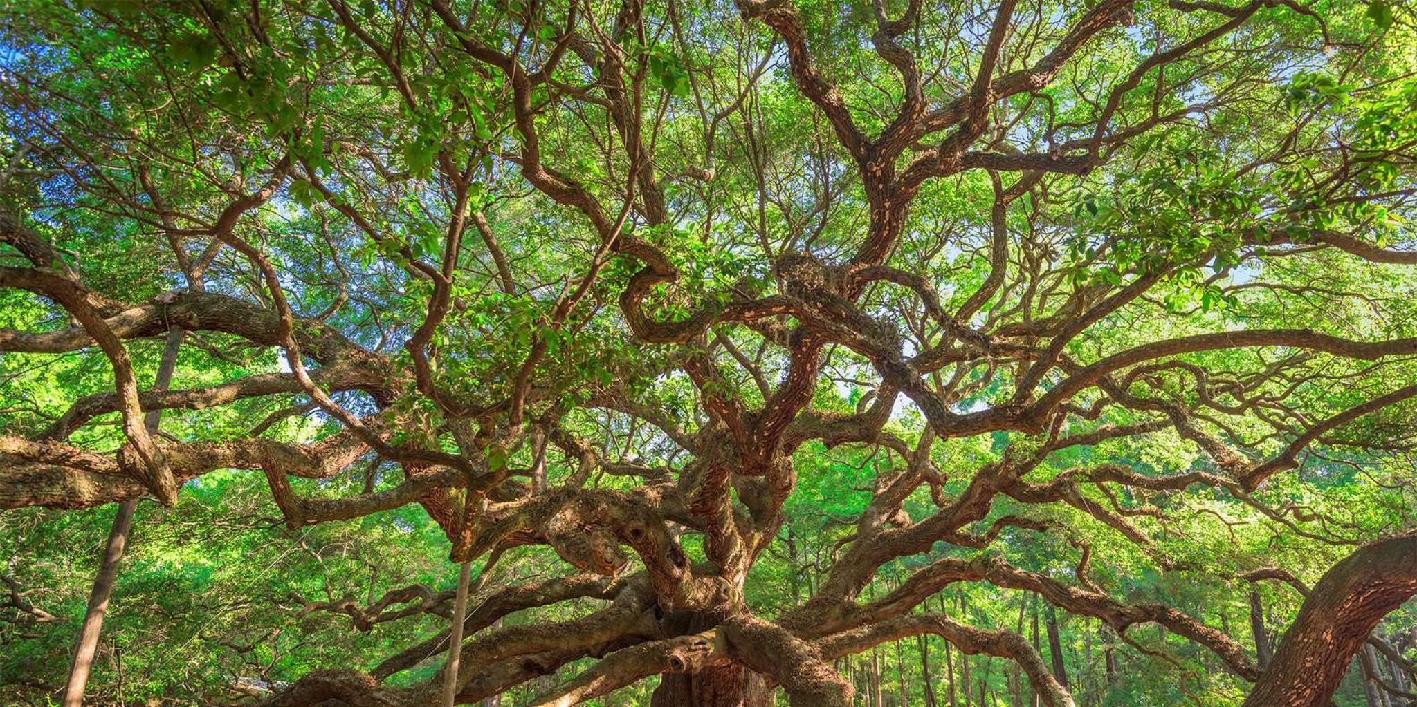 Charleston Wine and Tea Garden Tour