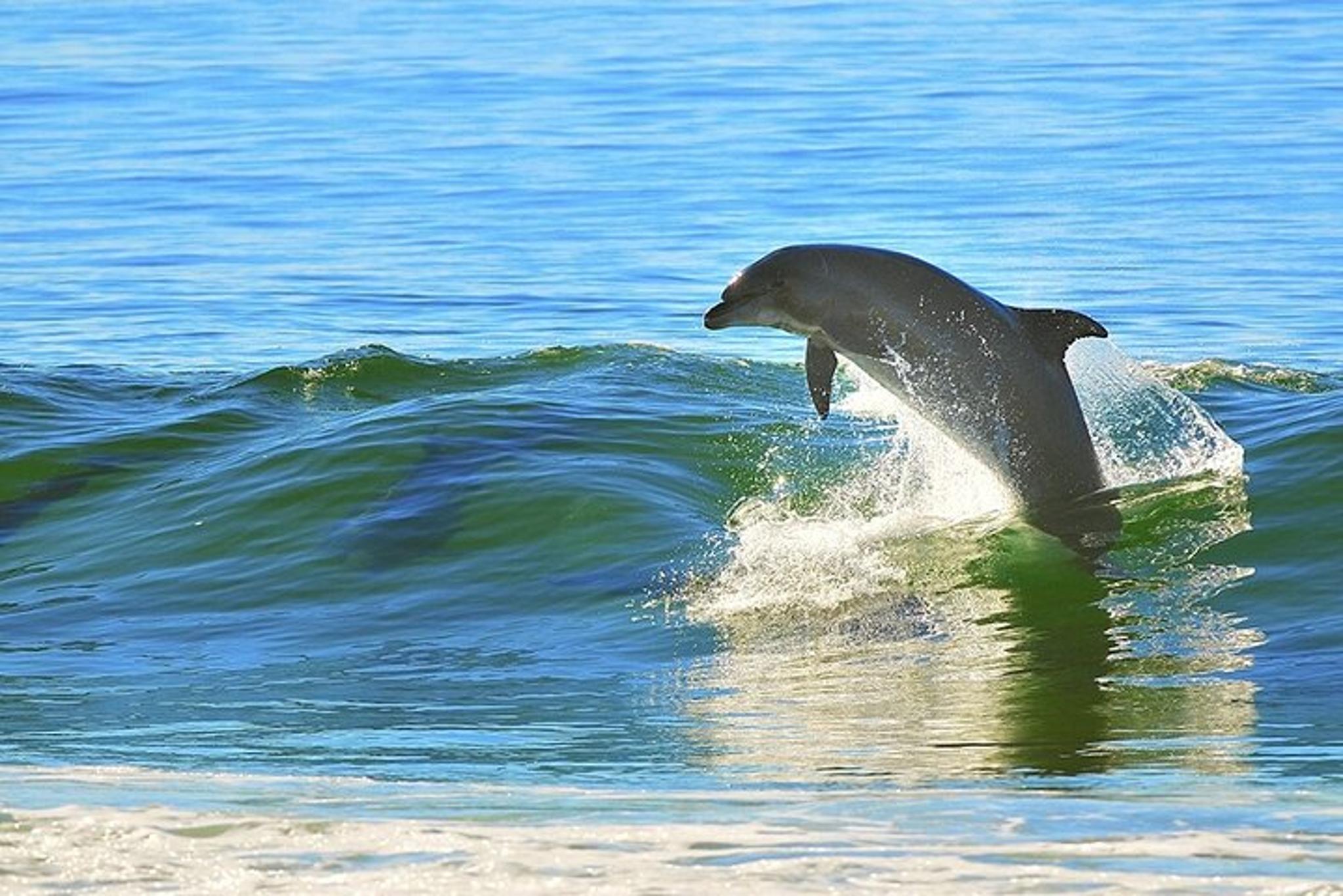 St. Petersburg Dolphin Sightseeing Tour 2 hr