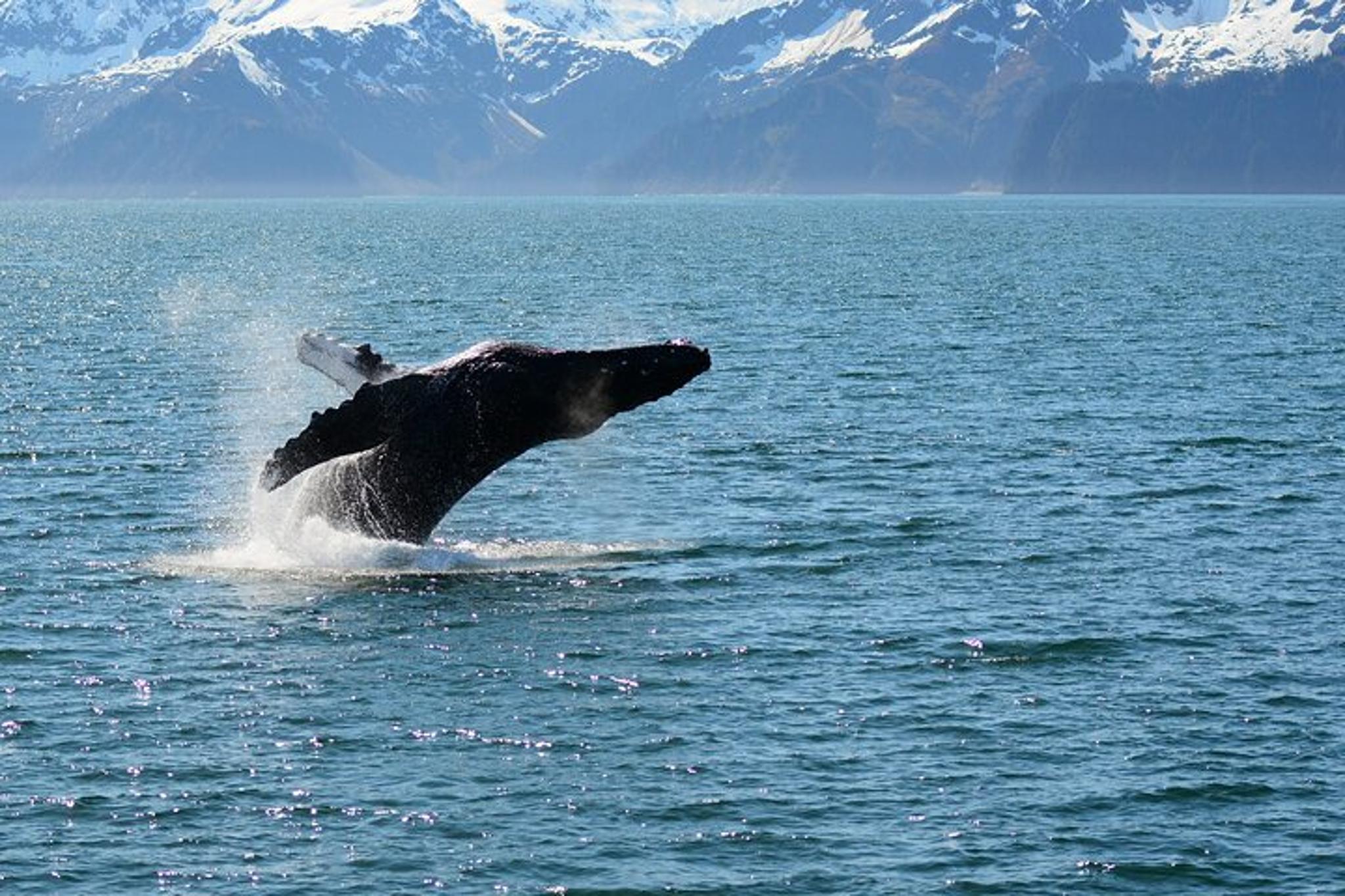 Seward Wildlife Tour in Resurrection Bay 4 hr