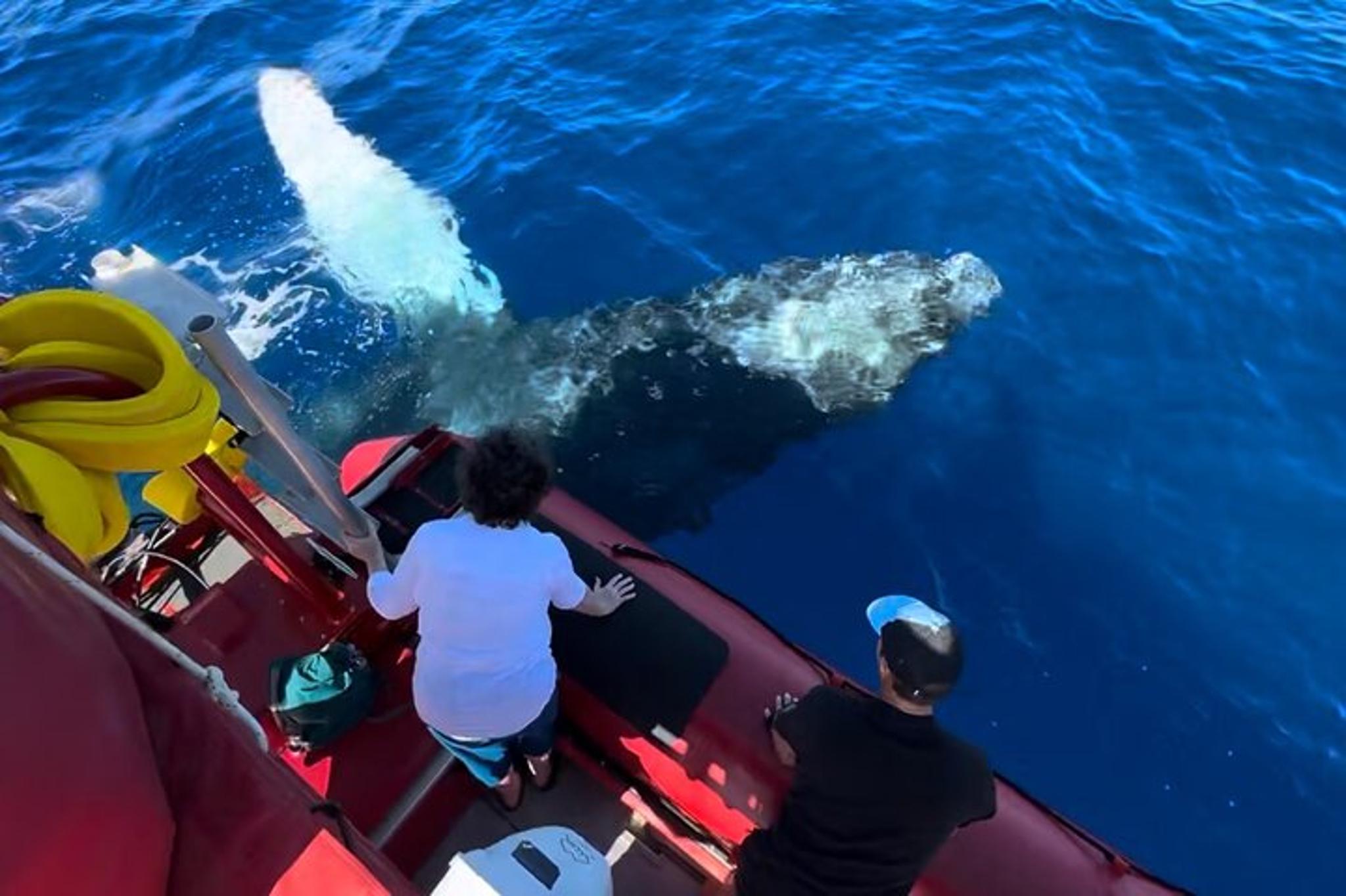 Maui Whale-Watching Raft Tour from Kihei - Image 4