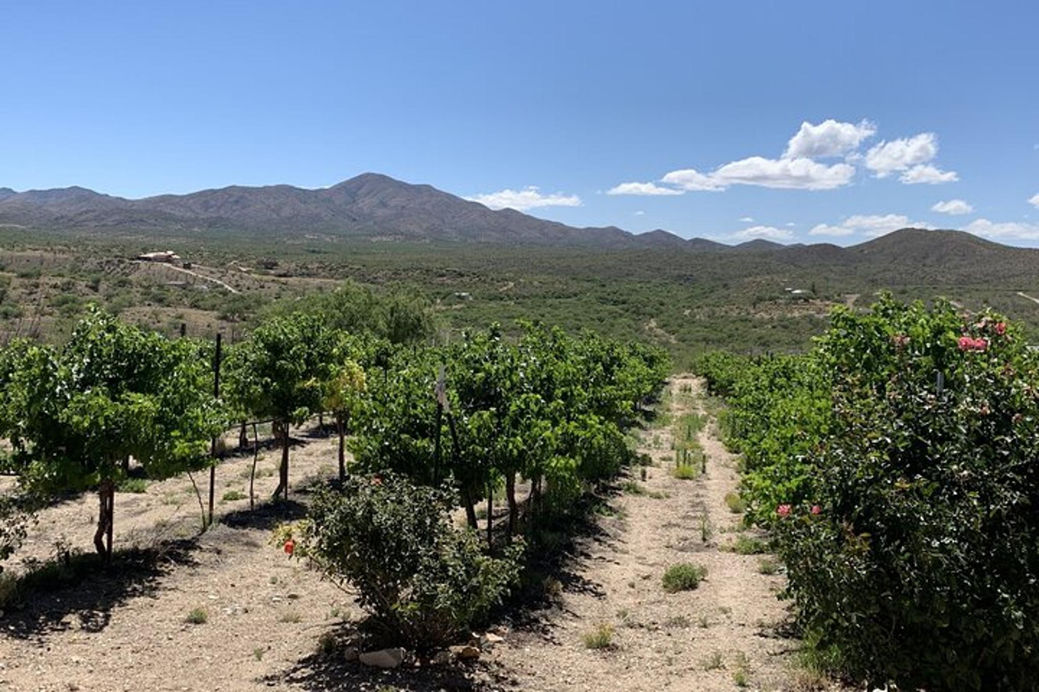 Sedona Red Rocks and Verde Valley Wineries Private Day Tour - Image 5