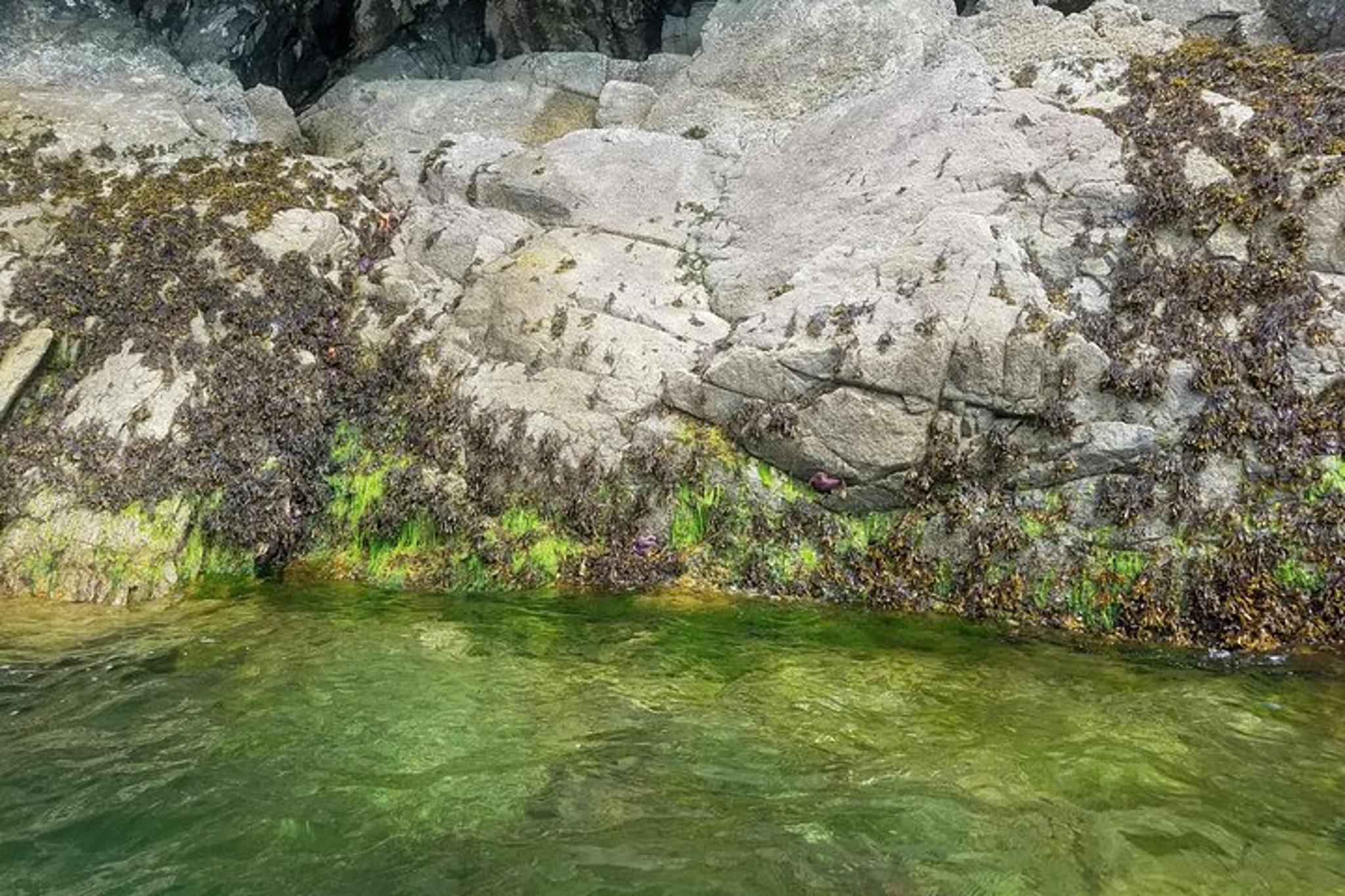 Ketchikan Kayak Tour with Boat Launch - Image 2