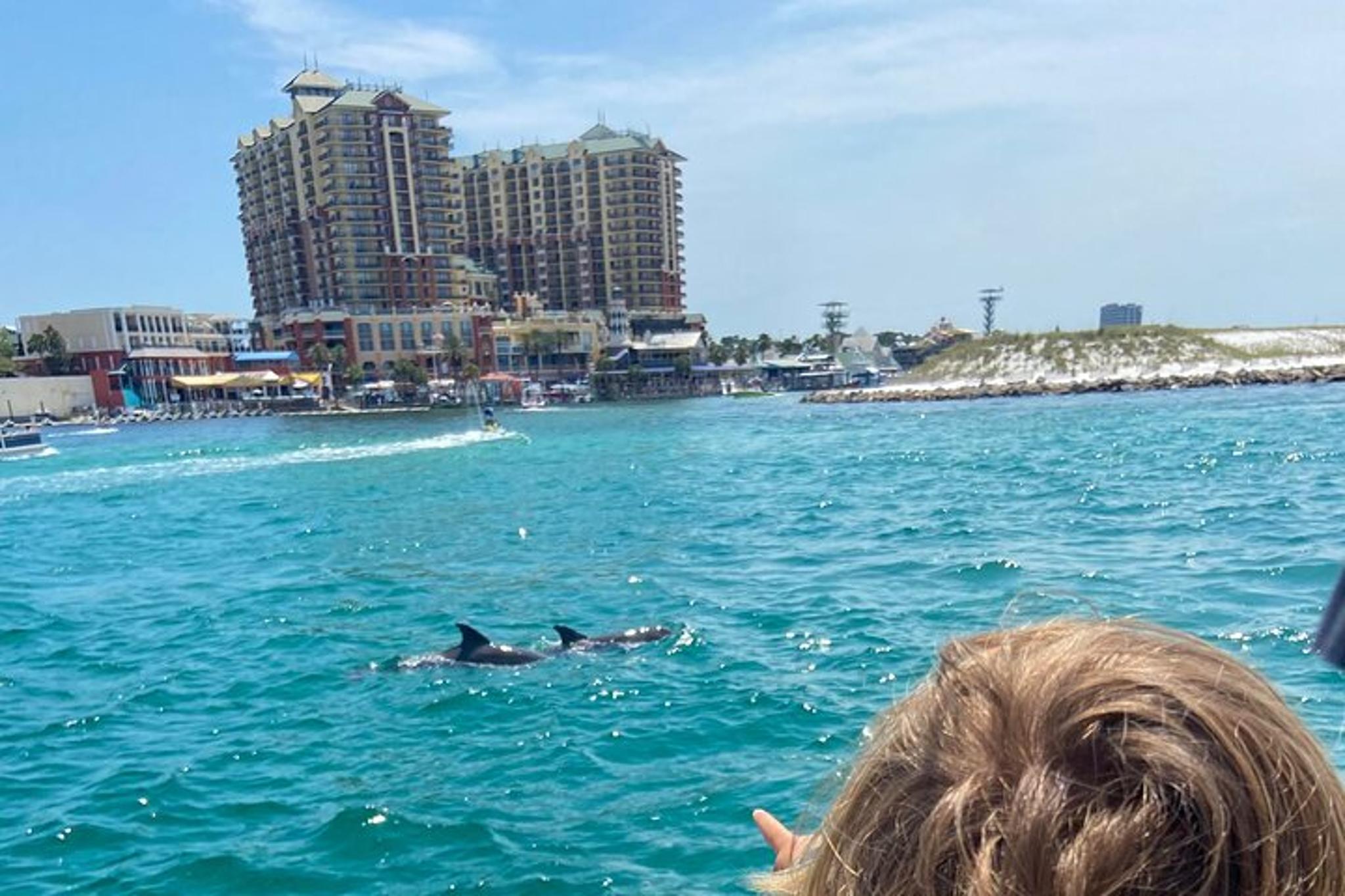 Florida Dolphin Tour 2 hr