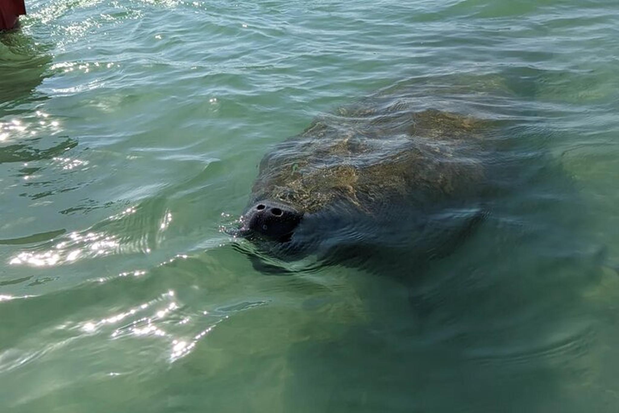 Sarasota Private Boat Tour 3 hr - Image 5