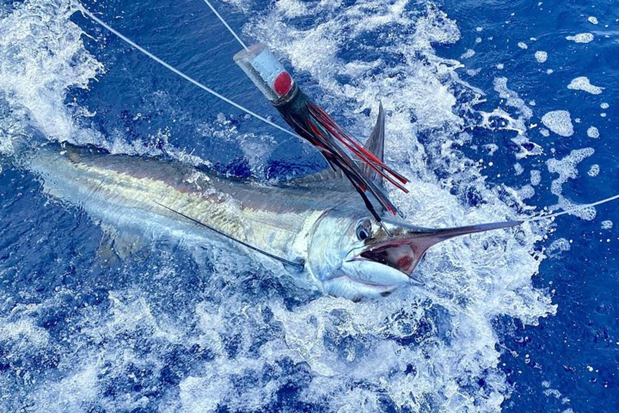 Kailua-Kona Fishing Charter - Image 3