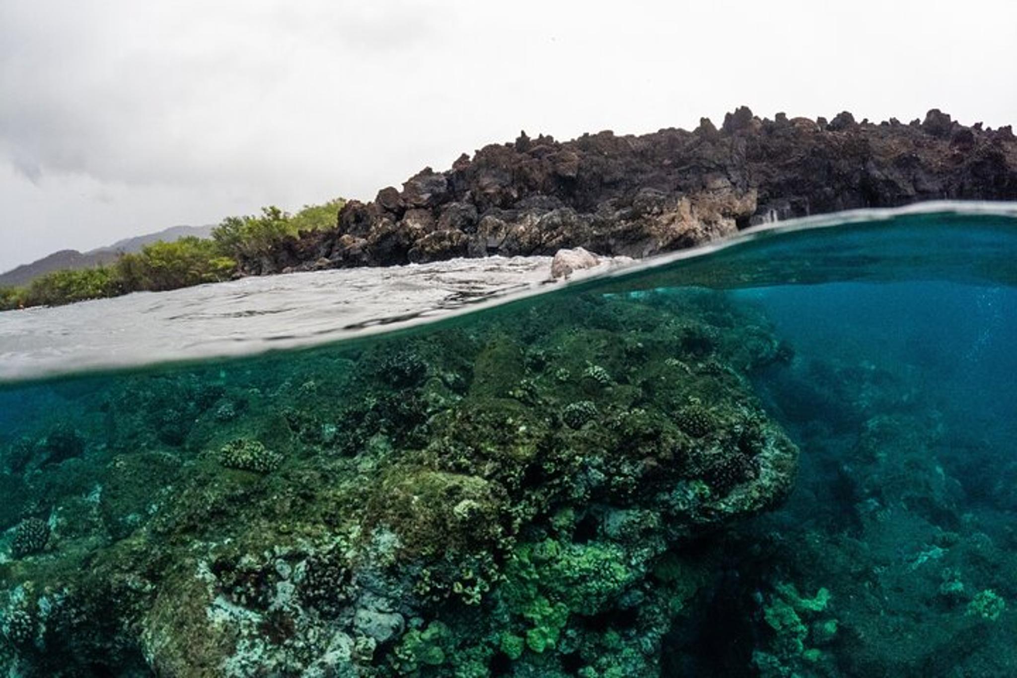 Maui Molokini Snorkel and Whale Watching Tour 2.5 hr - Image 5