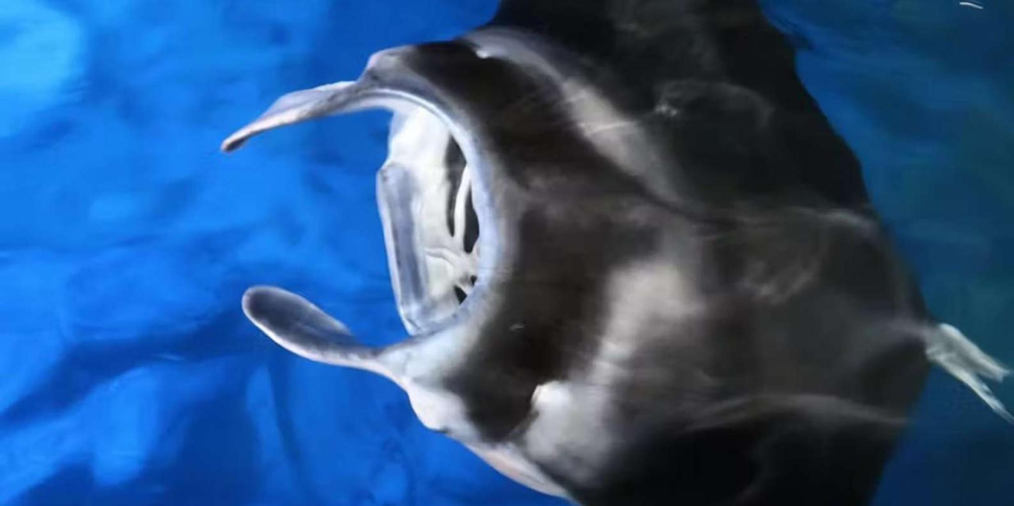 Kona Manta Ray Night Snorkel - Image 5