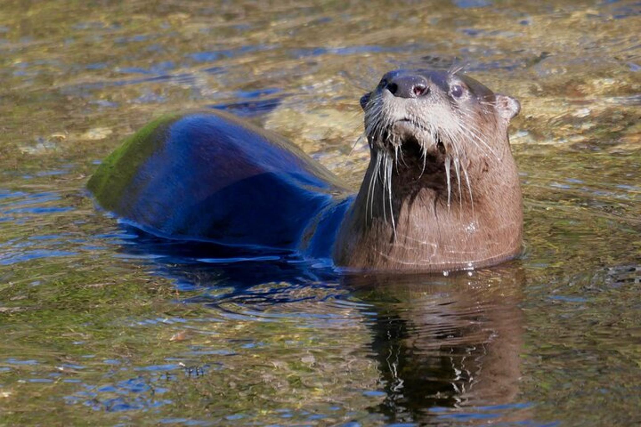 Orlando Wildlife Drive Eco Tour with Moonshine Tasting - Image 4