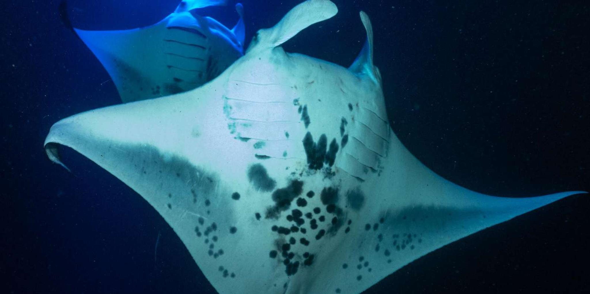 Kailua-Kona Manta Ray Night Snorkel Tour - Image 3