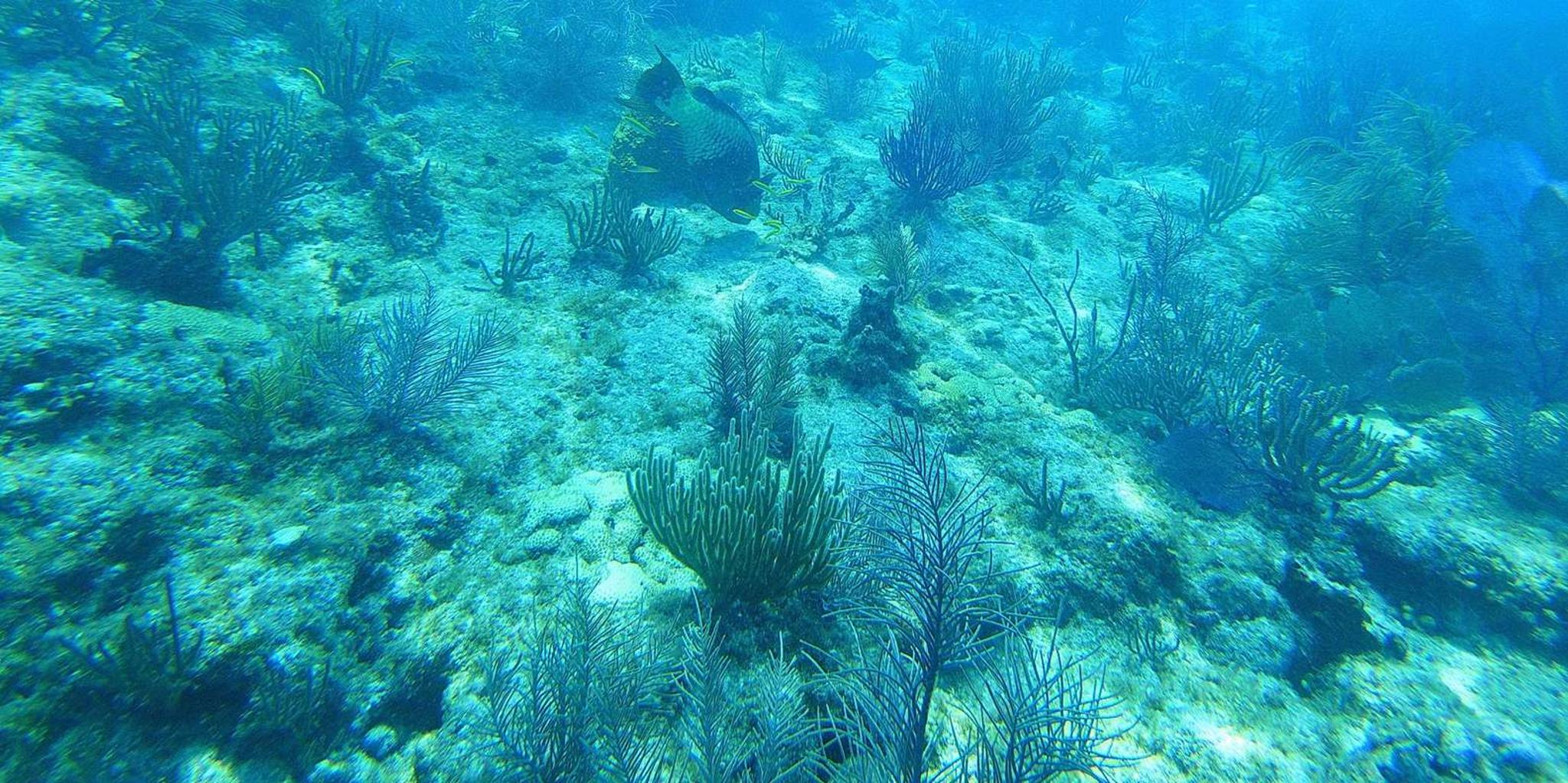 Key West Scuba Diving Course 1 Day - Image 5