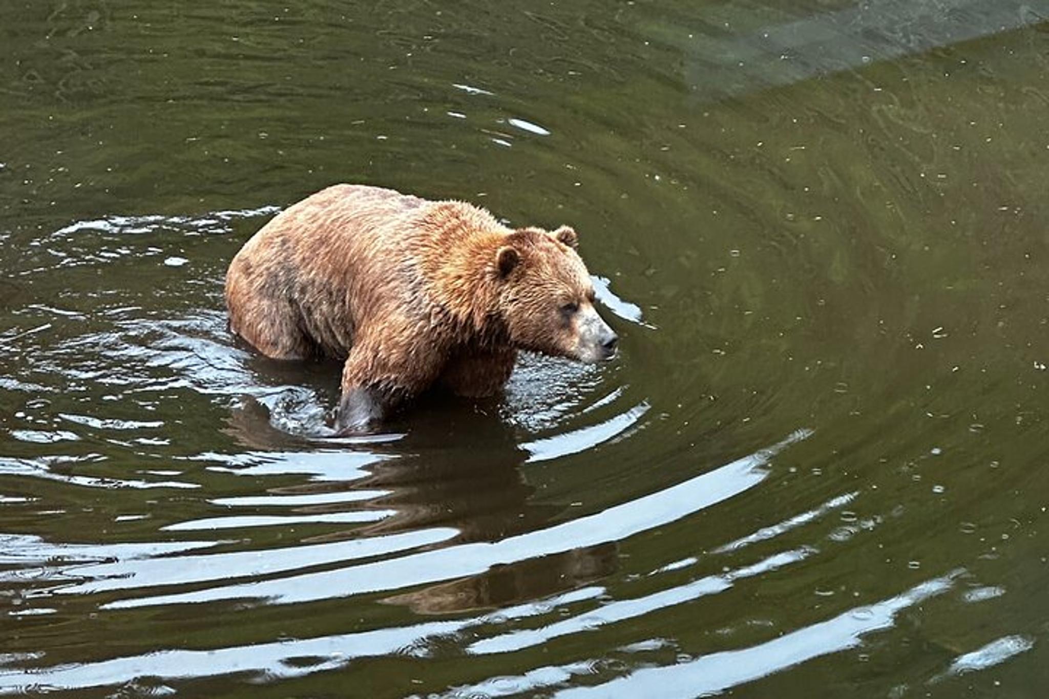 Sitka 4x4 Adventure Tour with Lunch - Image 5