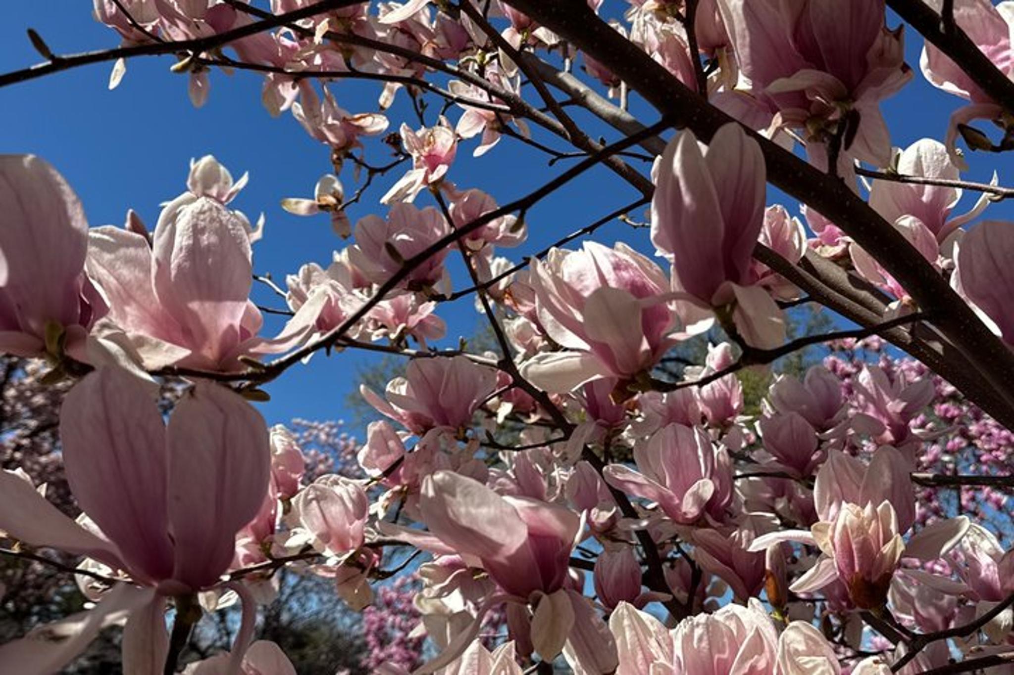 Washington DC Tour with Changing of the Guard - Image 3