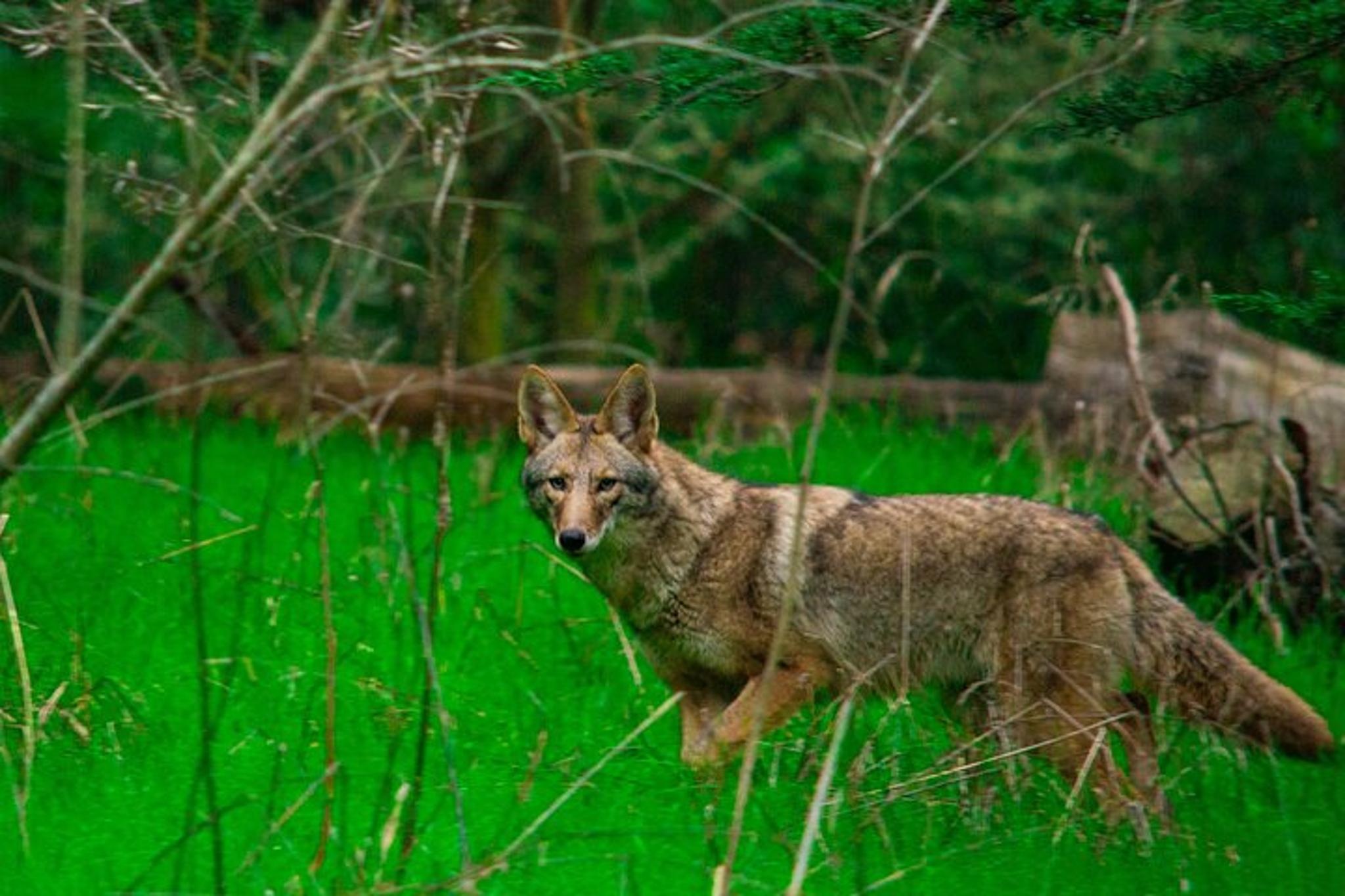 San Francisco Wildlife Walking Tour at Twilight - Image 2