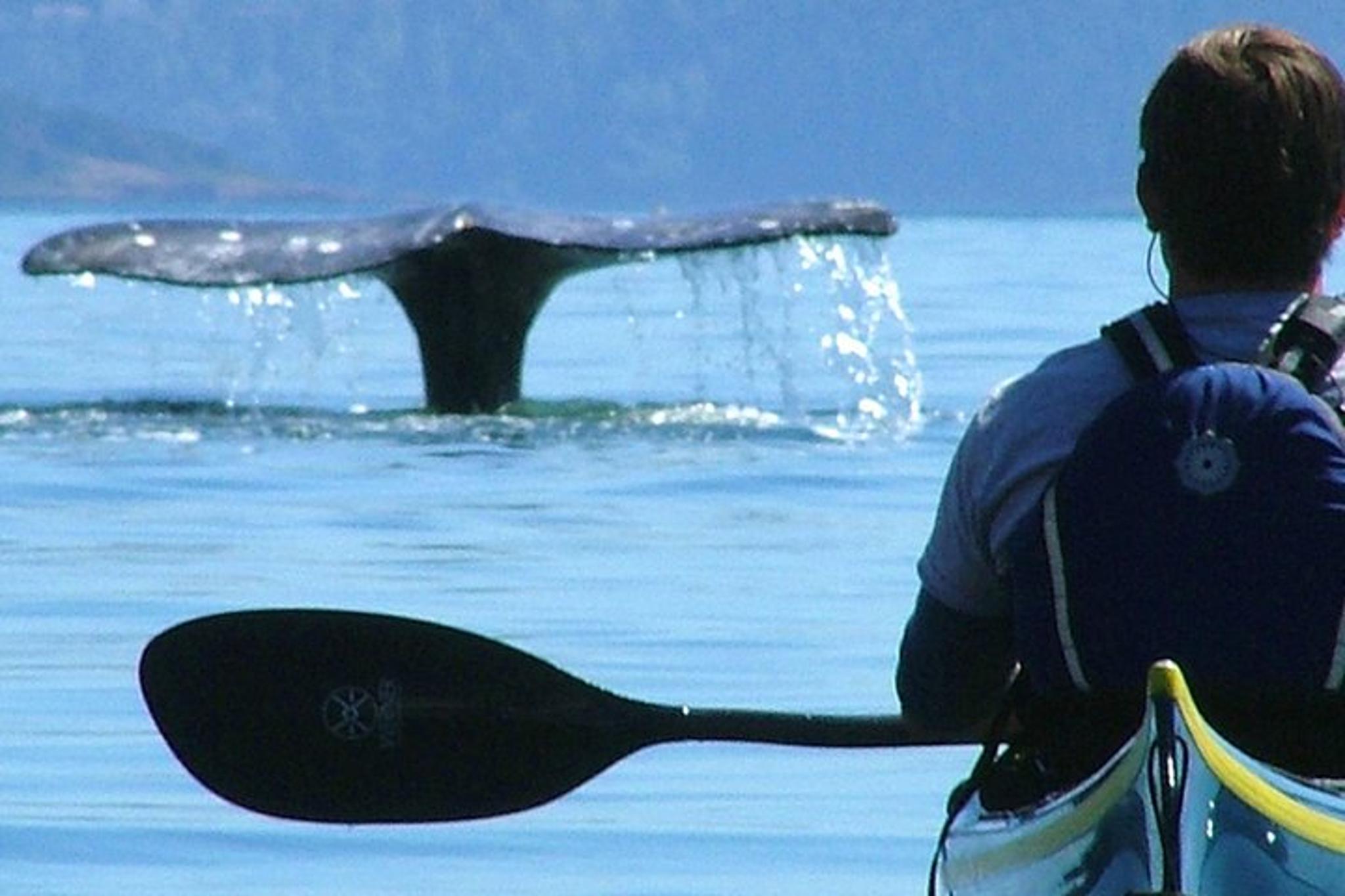 San Juan Islands Sea Kayak Tour