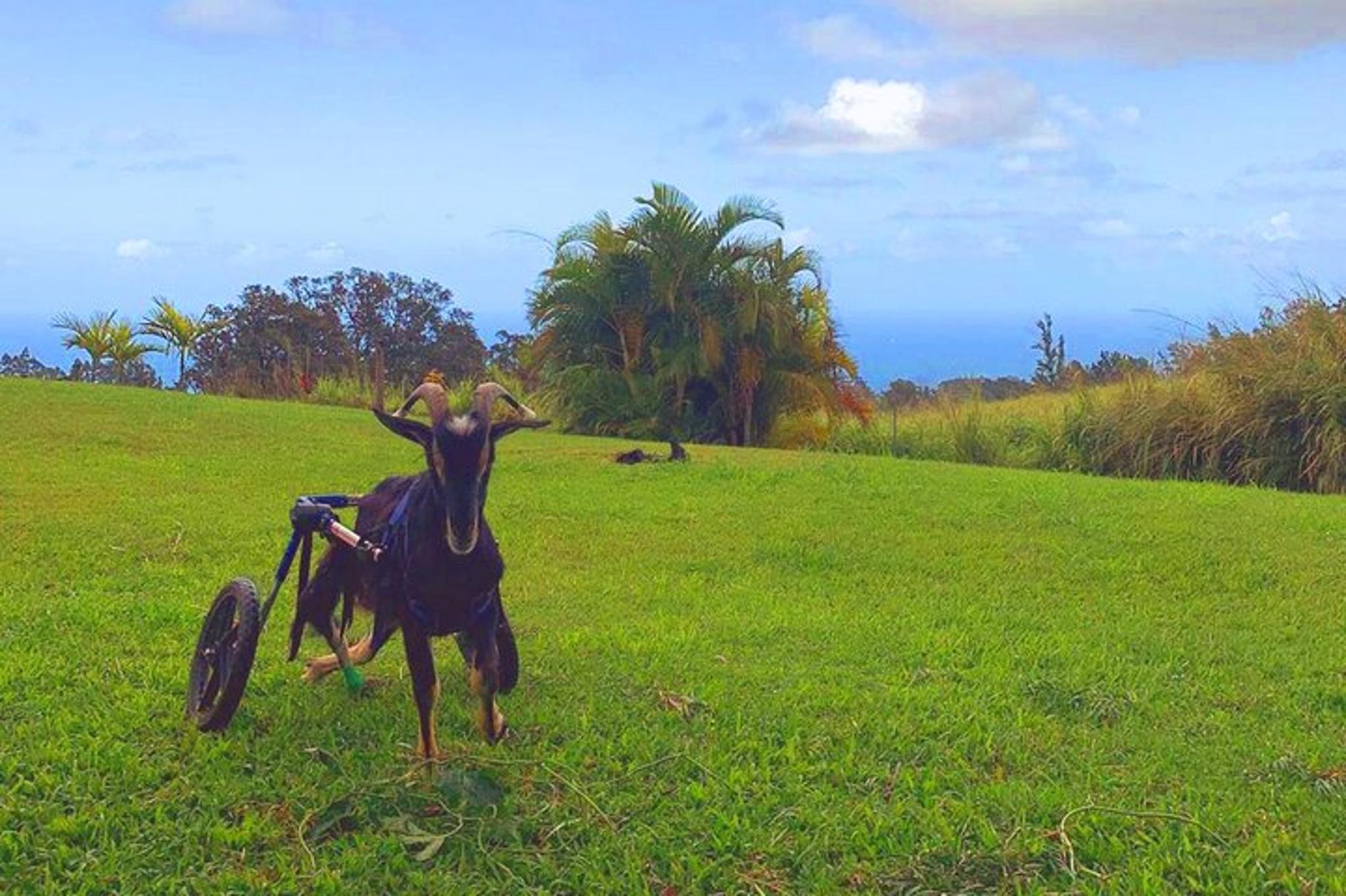 Magical Creatures Sanctuary Tour - Image 6