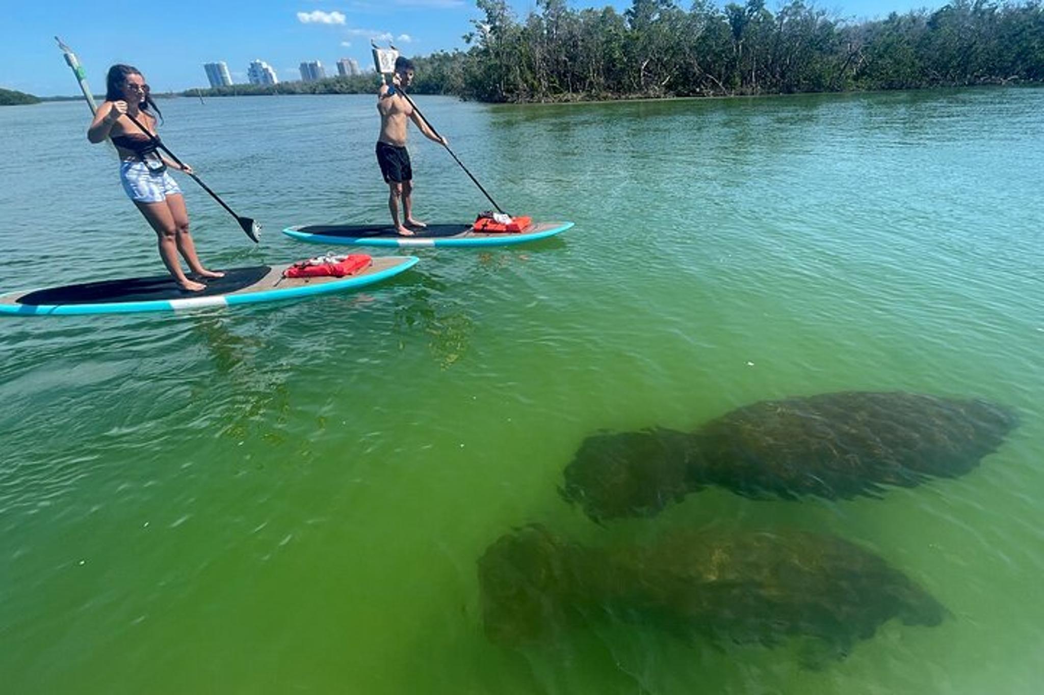 Naples Dolphin and Manatee Adventure Tour - Image 2