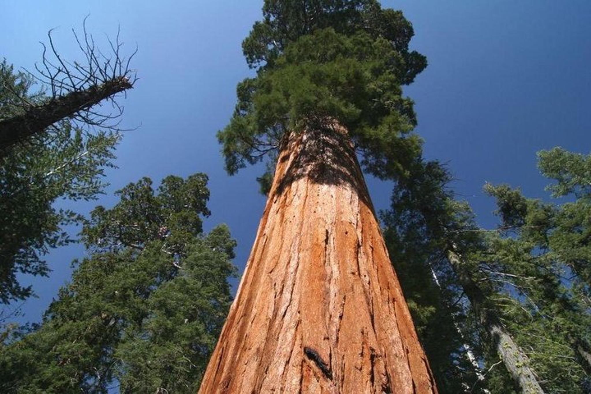 Tulare Sequoia National Park Adventure