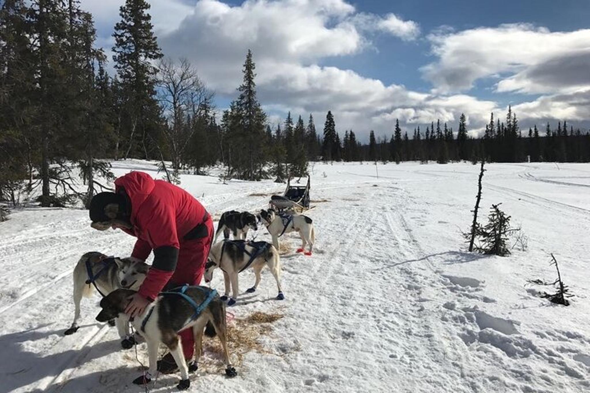Fairbanks Dogsledding Adventure
