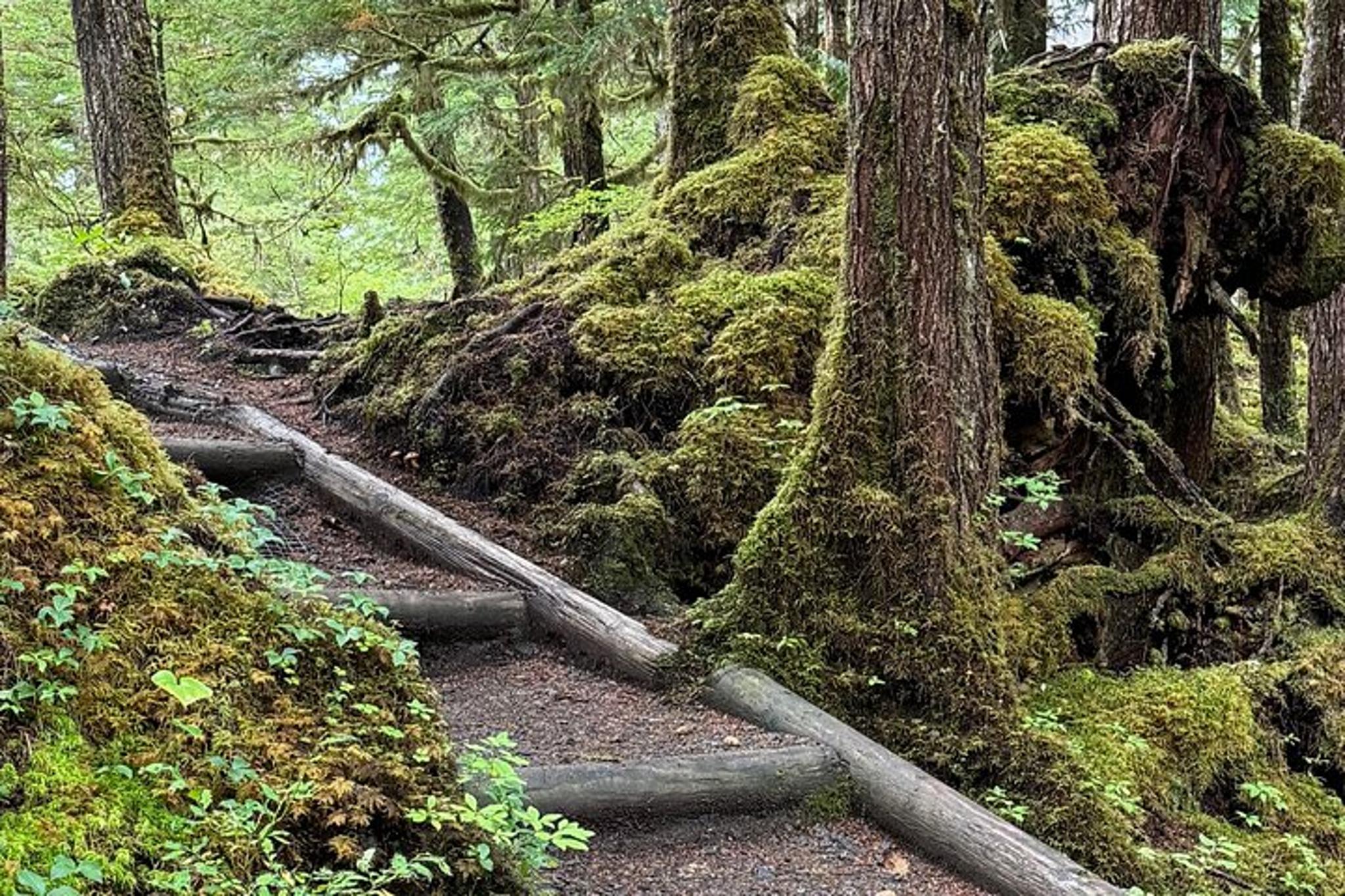 Ketchikan Rainforest Hiking Adventure - Image 2