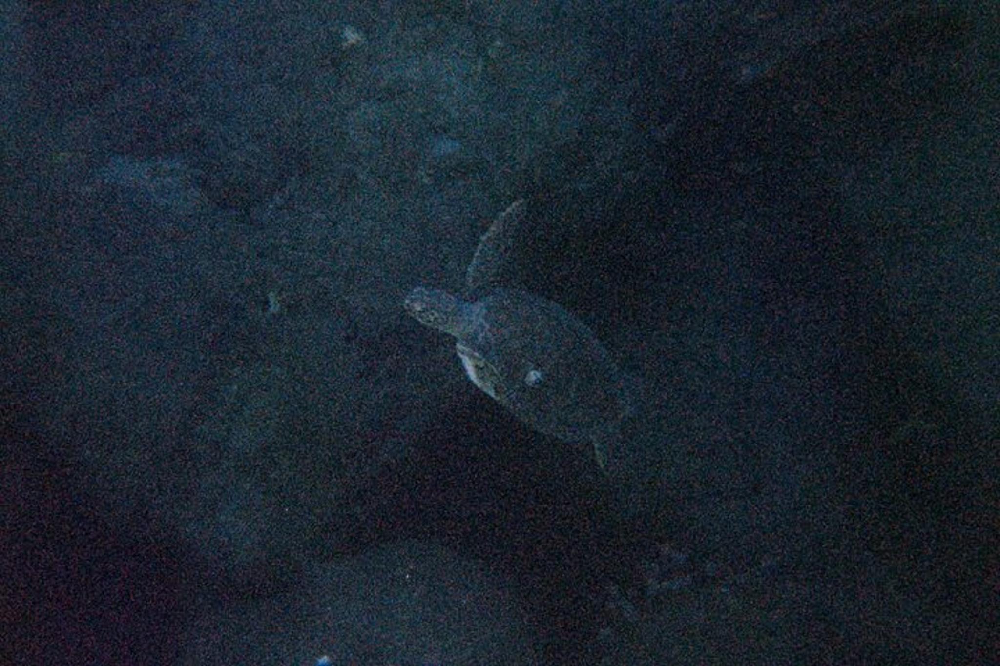 Phil Foster Park Night Snorkel Tour - Image 6