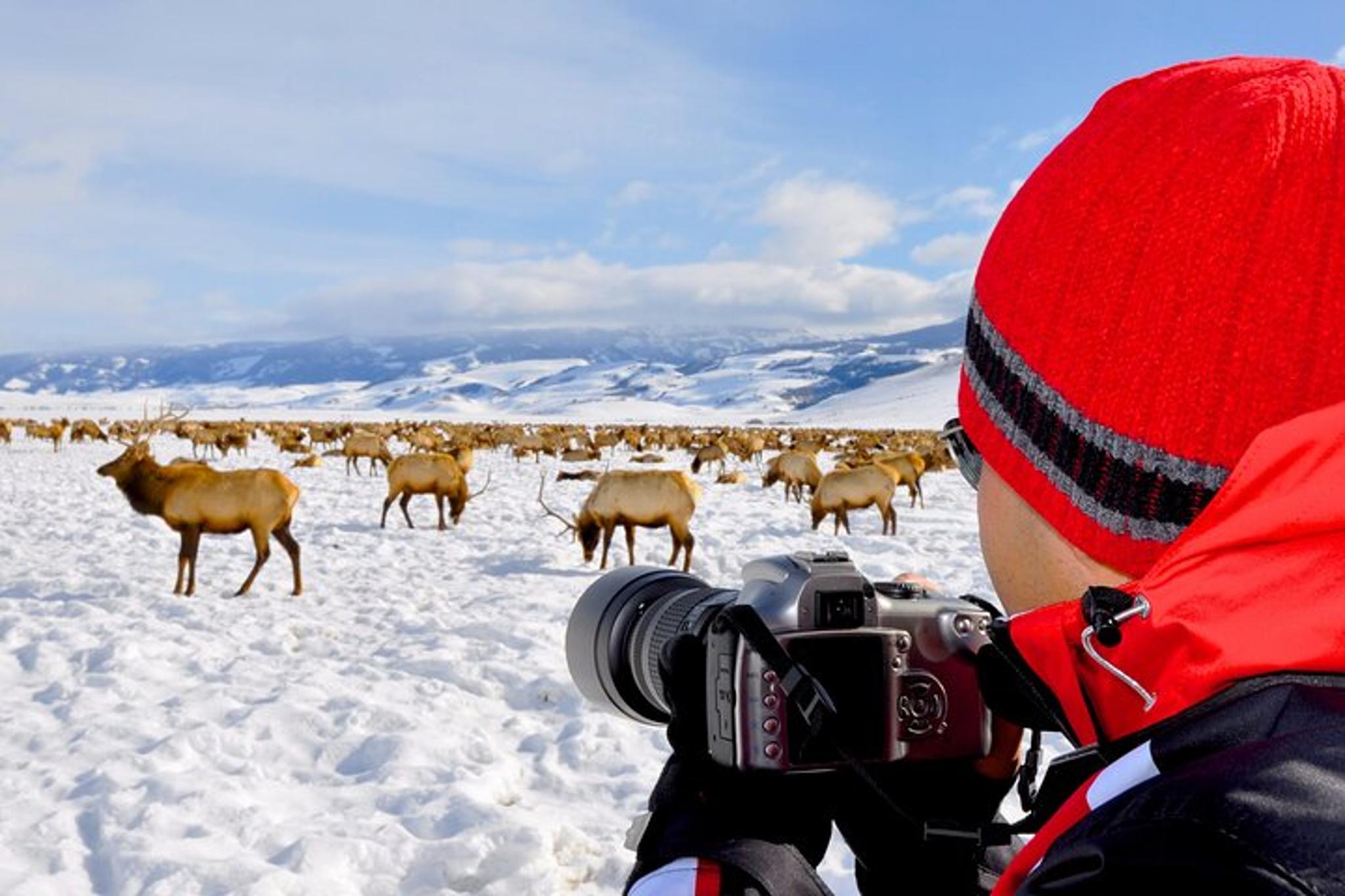 Jackson Wildlife Adventure in Grand Teton 4 hr - Image 5
