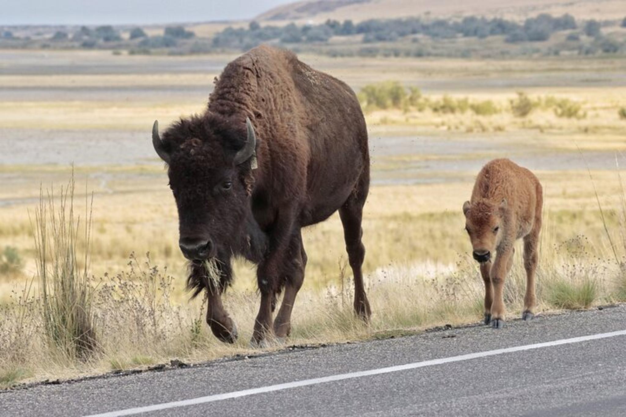 Salt Lake City Antelope Island Safari - Image 6