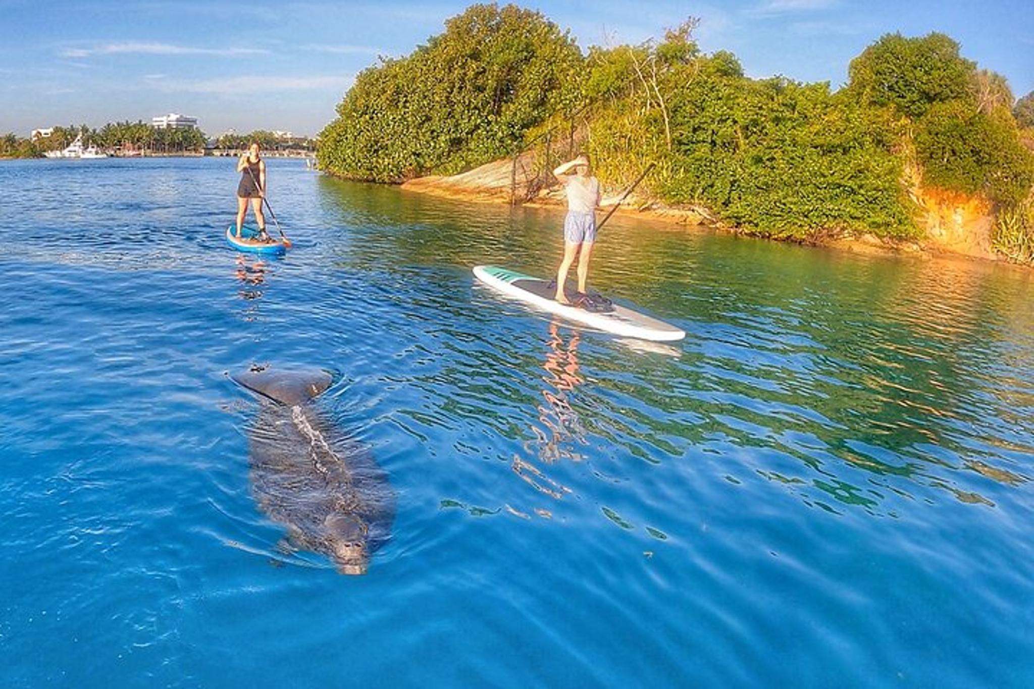Jupiter Island Paddle Boarding Tour - Image 6