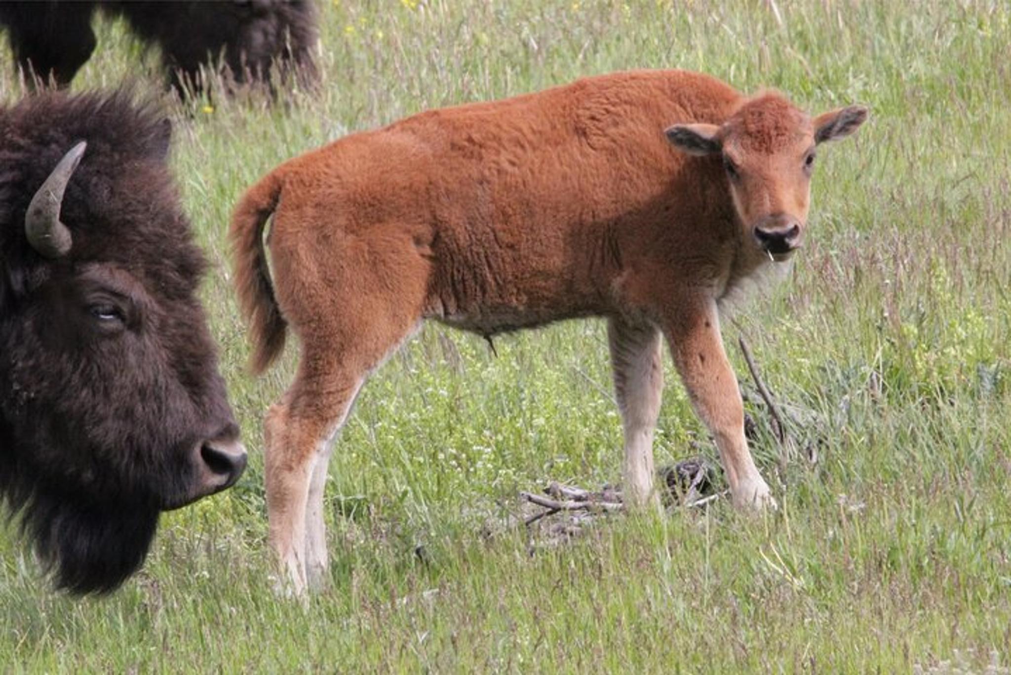 Jackson Hole Yellowstone Wildlife Scenic Day Tour - Image 4