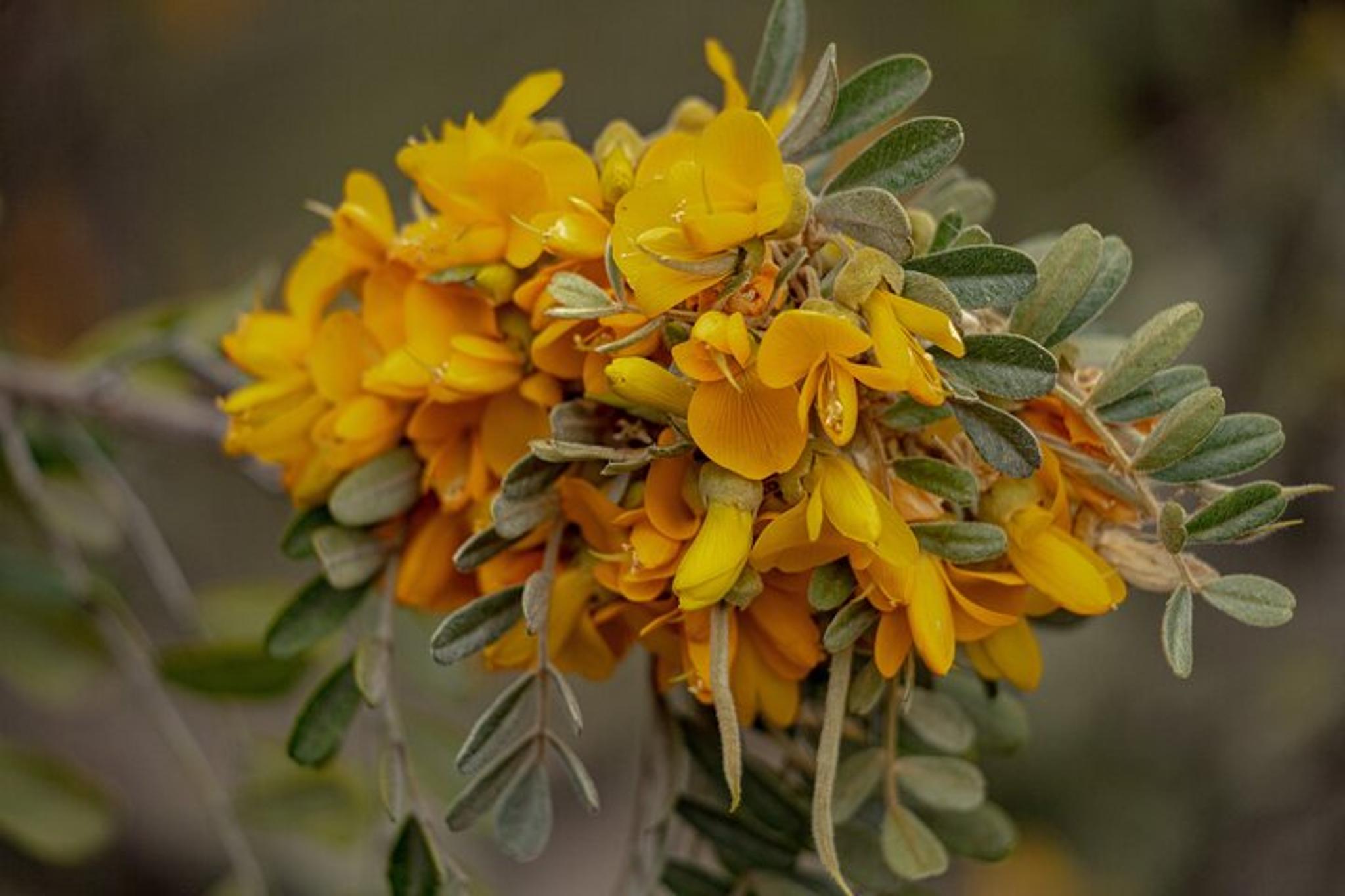 Big Island High Country Adventure - Image 4