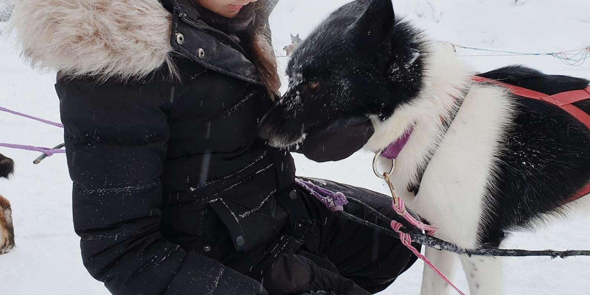 North Pole Dog Sledding Experience - Image 5