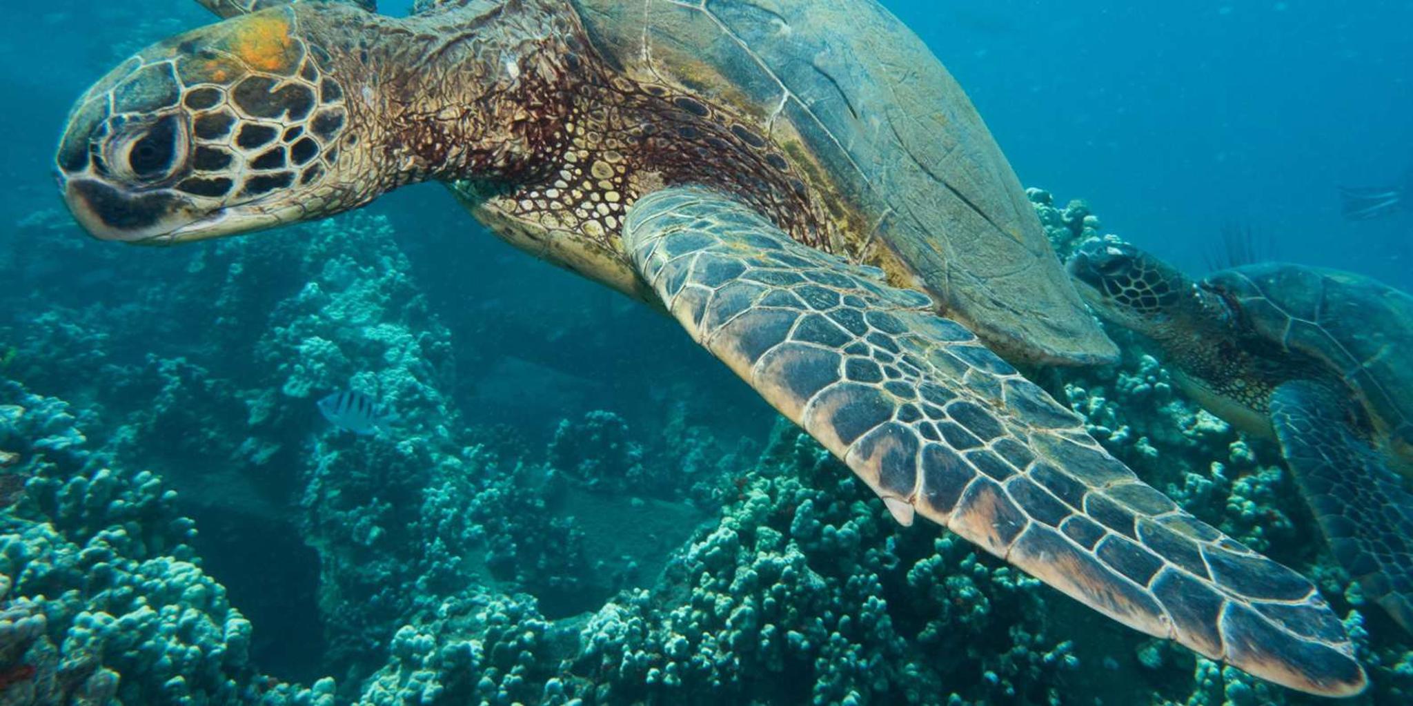 Lahaina Shore Diving Experience - Image 2