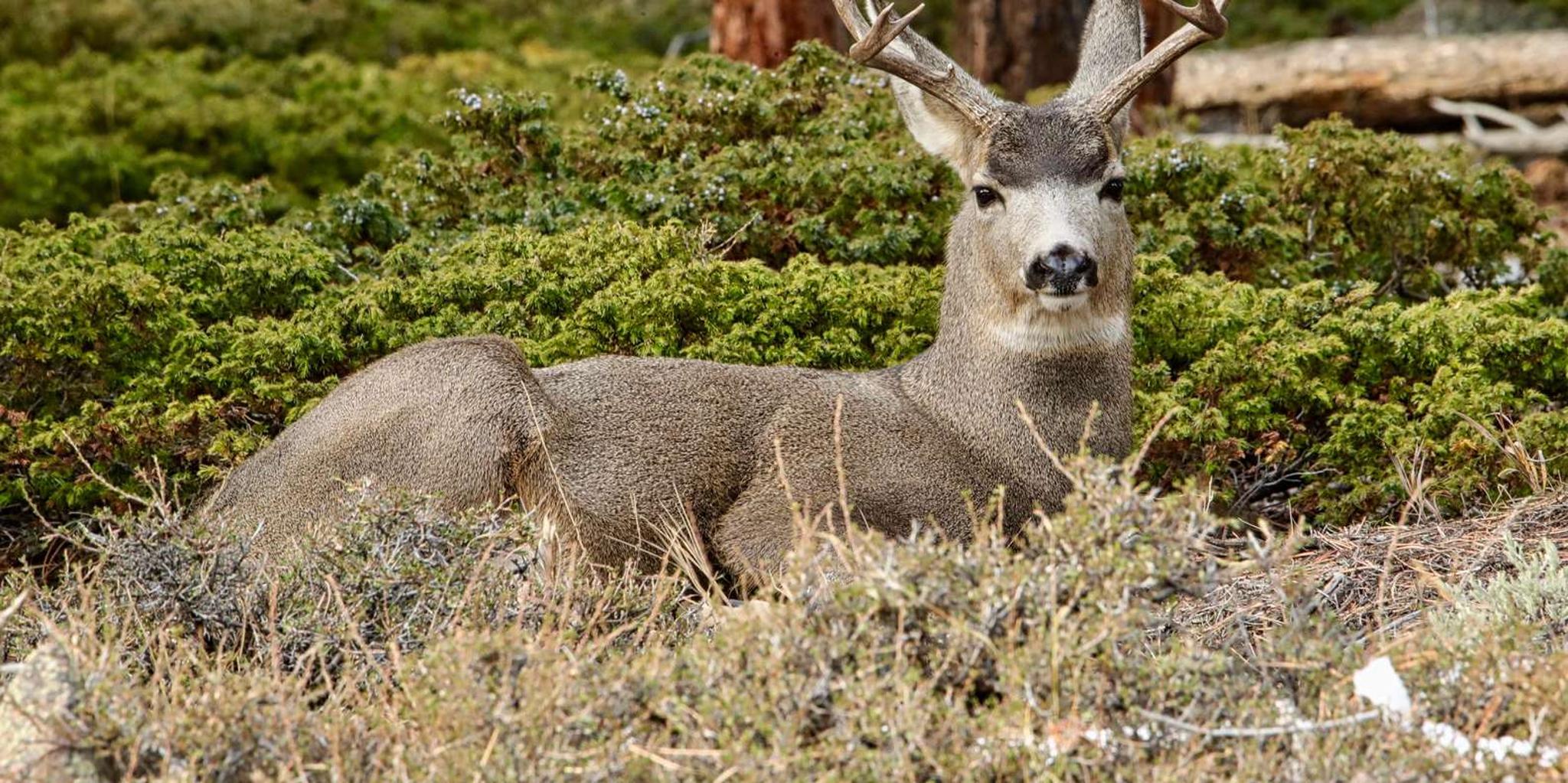 Estes Park Rocky Mountain National Park Tour - Image 5