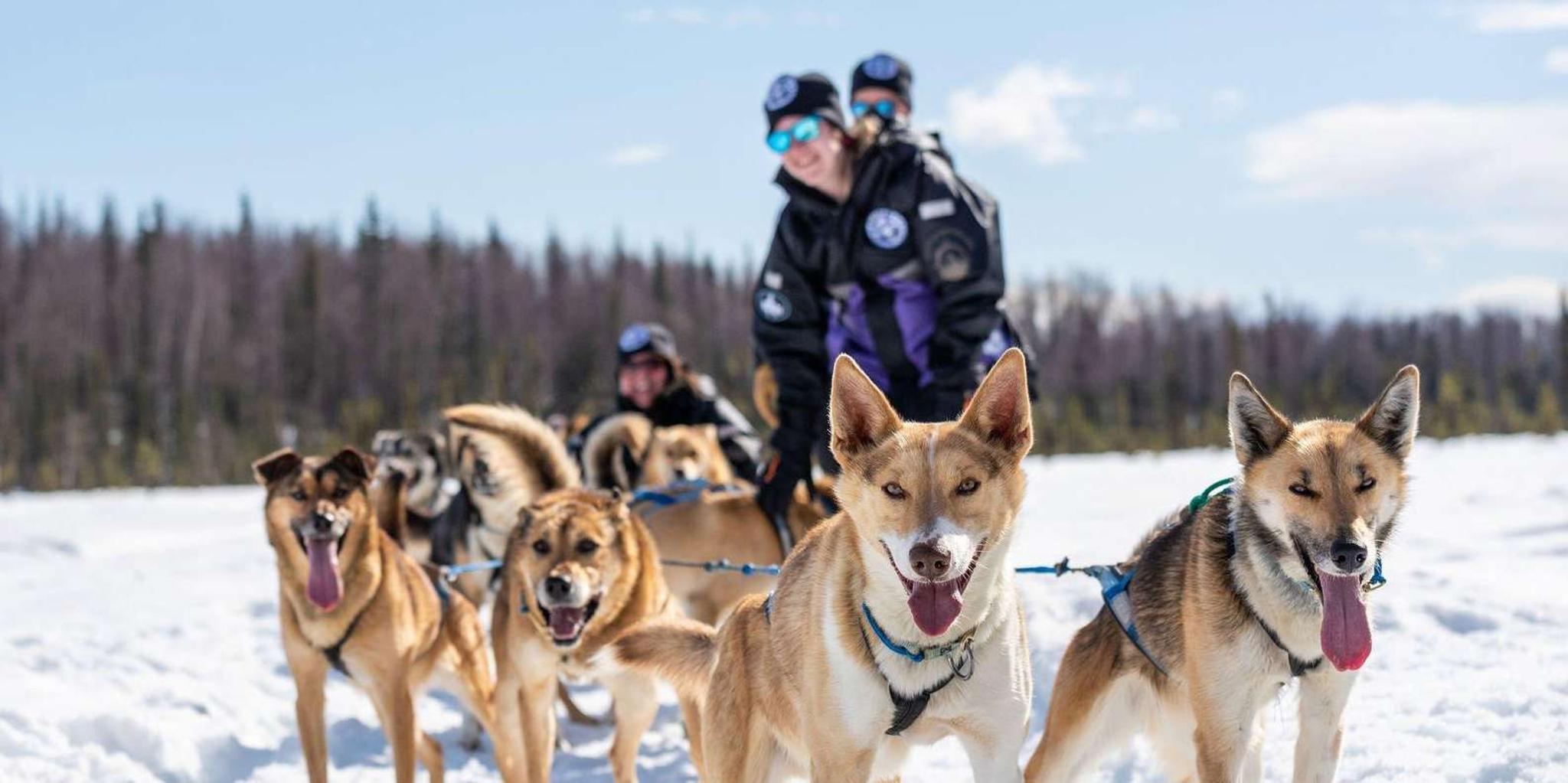 Anchorage Dog Sled Ride in Willow - Image 1