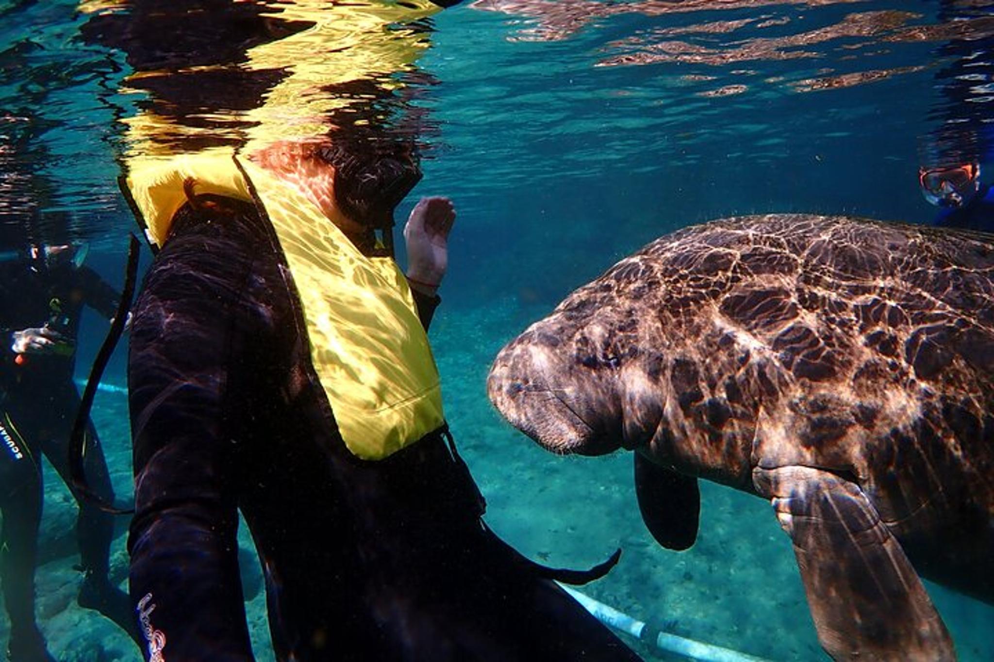 Crystal River Manatee Swim Eco Tour - Image 1