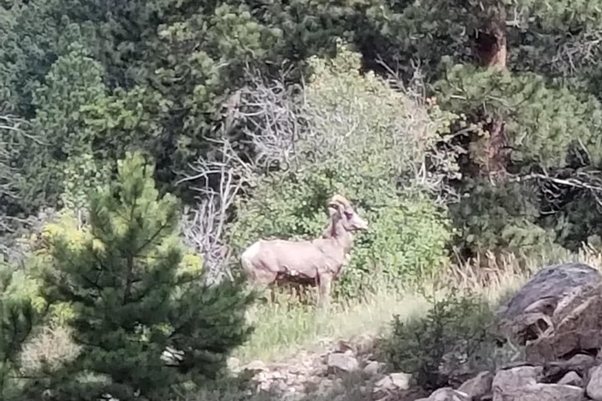 Estes Park Rocky Mountain National Park Tour - Image 5