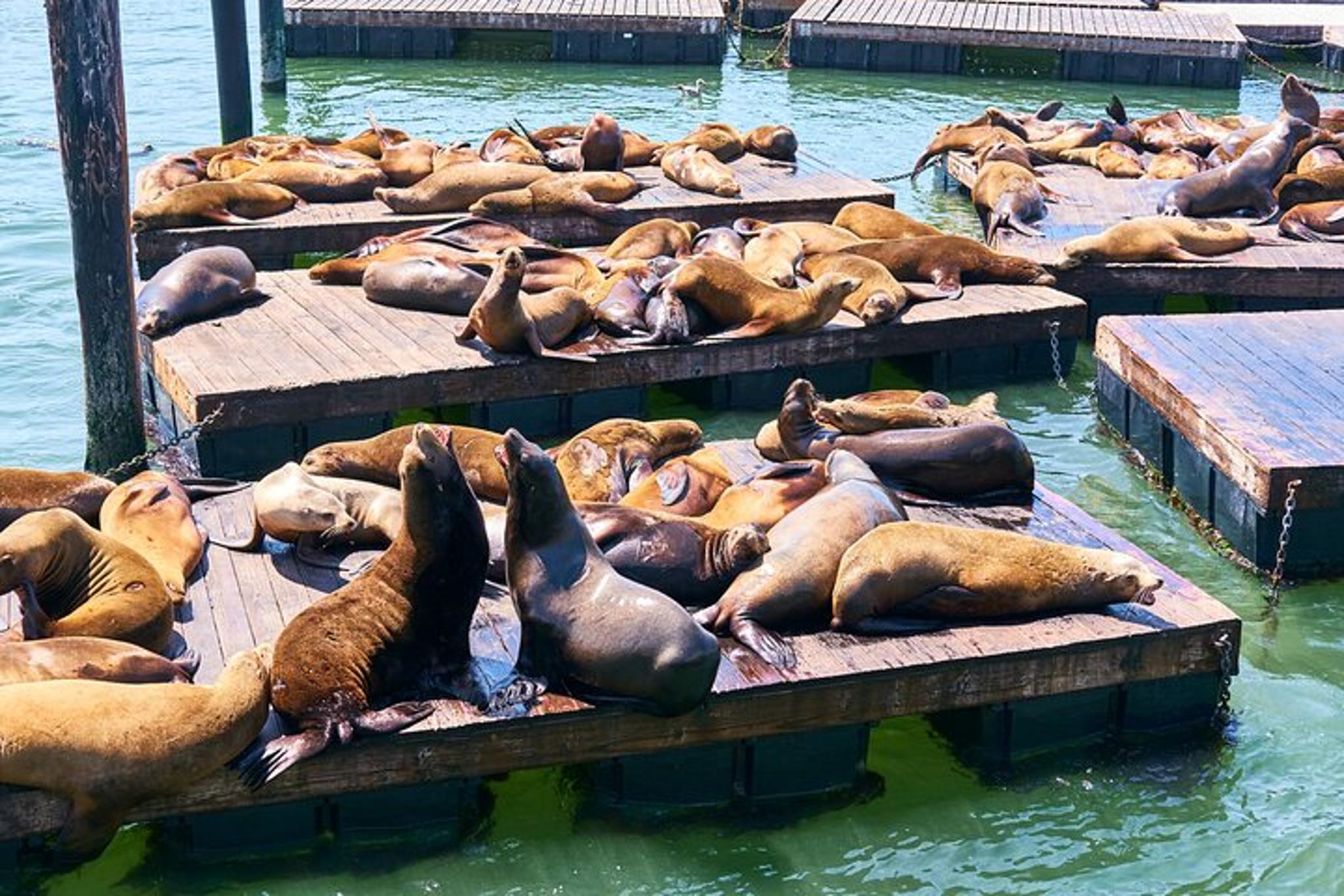 San Francisco Self-Guided Adventure - Image 3