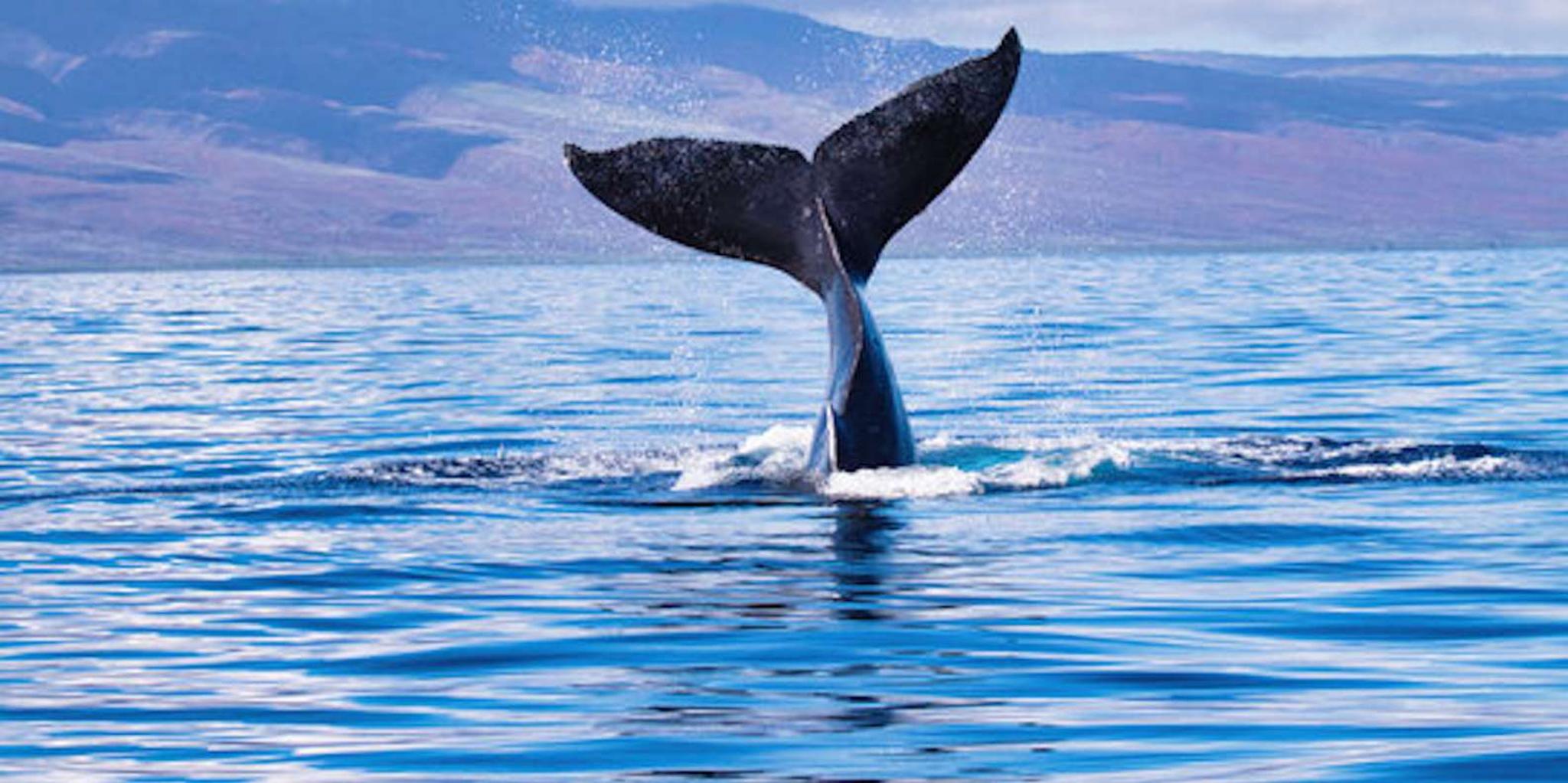 Big Island Whale Watching Tour - Image 3