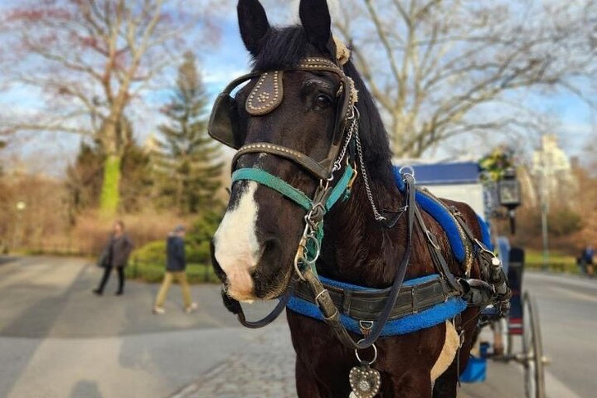 New York City Horse and Carriage Tour - Image 2