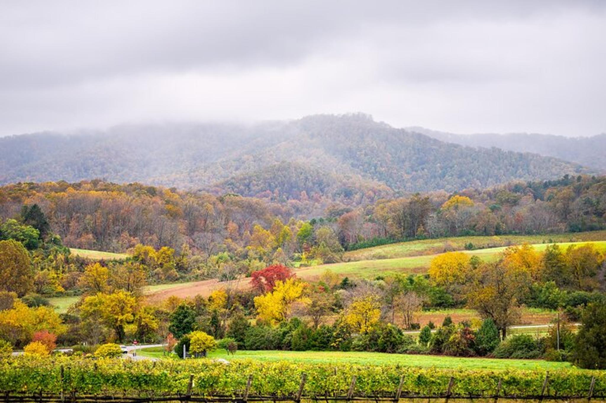 Washington Virginia Wine Tour 9 hr