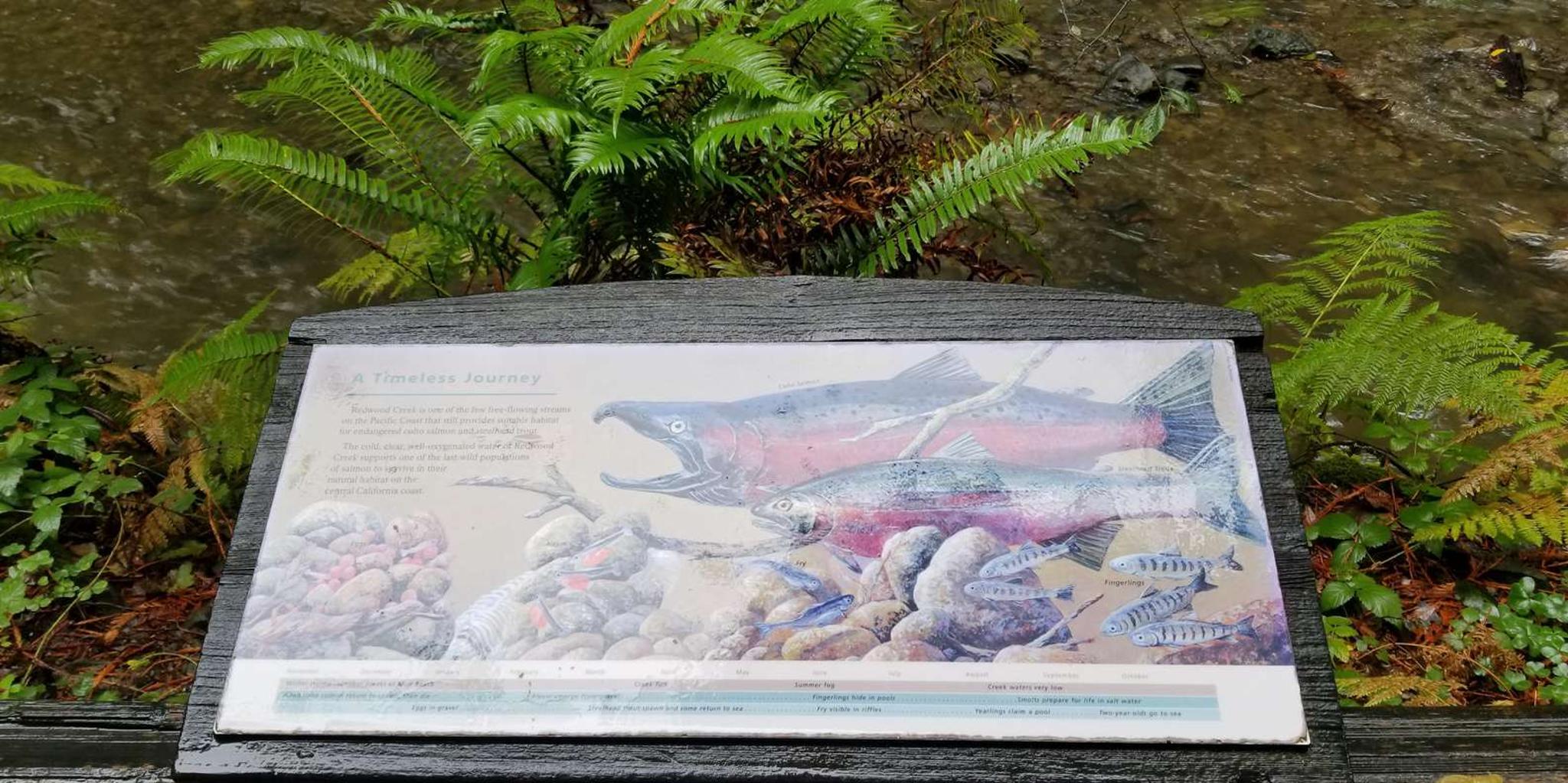 San Francisco Muir Woods and Marin Headlands Tour - Image 6