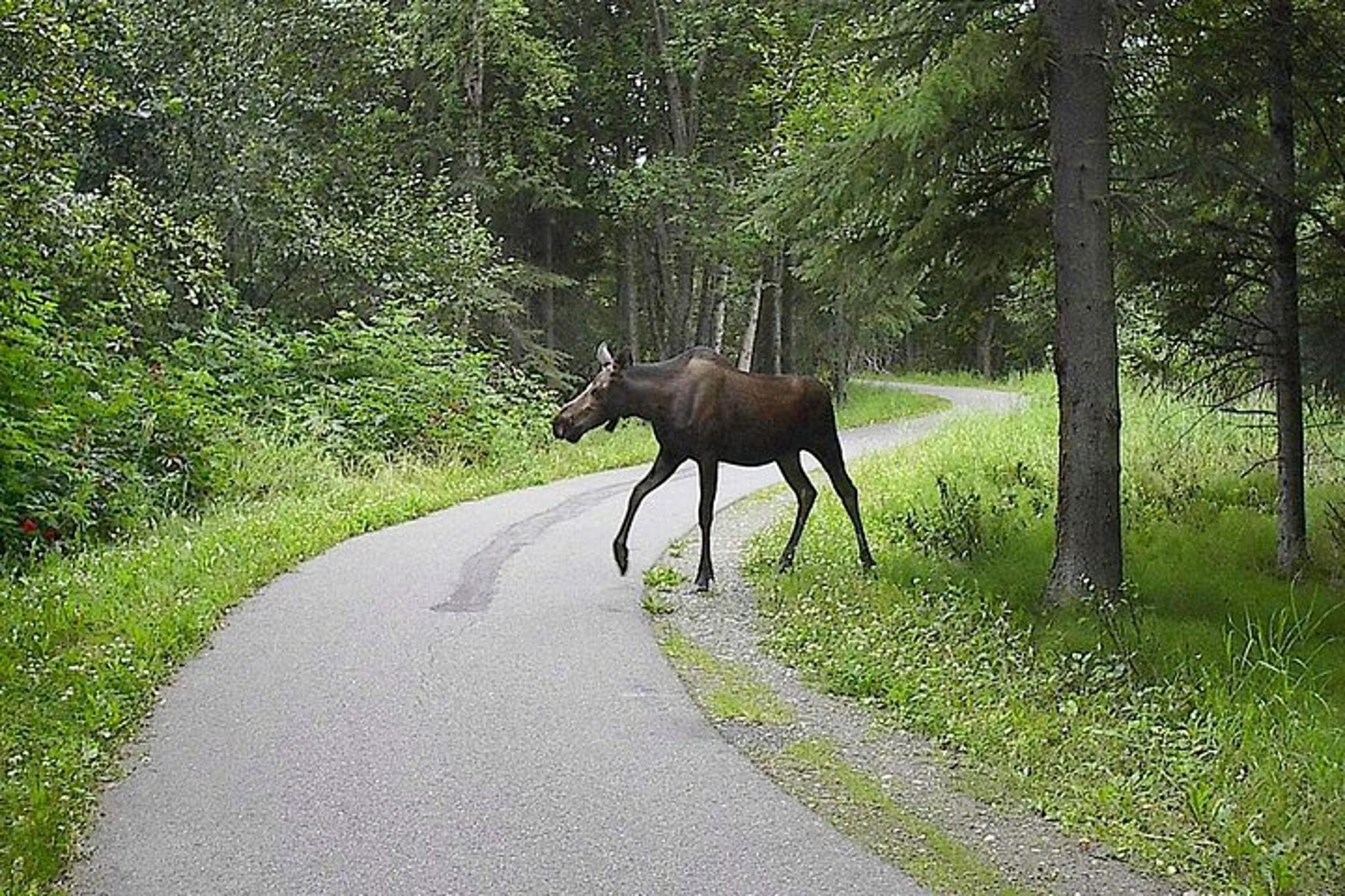 Anchorage Scavenger Hunt on Tony Knowles Trail - Image 4