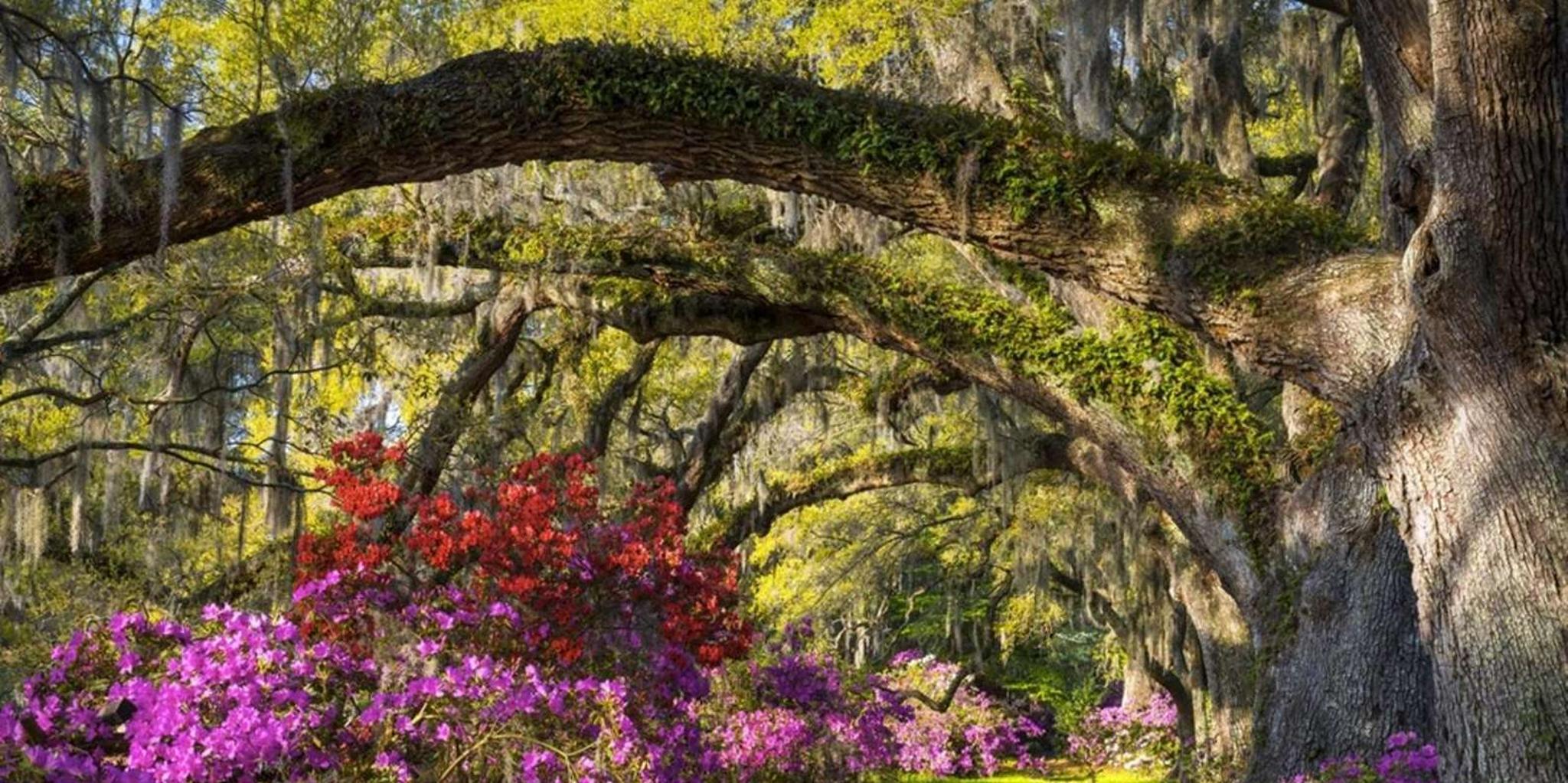 Charleston Historic City Tour and Magnolia Plantation - Image 5