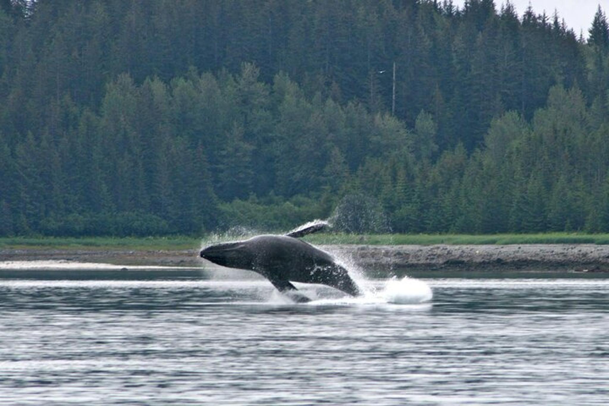 Sitka Whale Watching and Wildlife Shore Excursion - Image 5